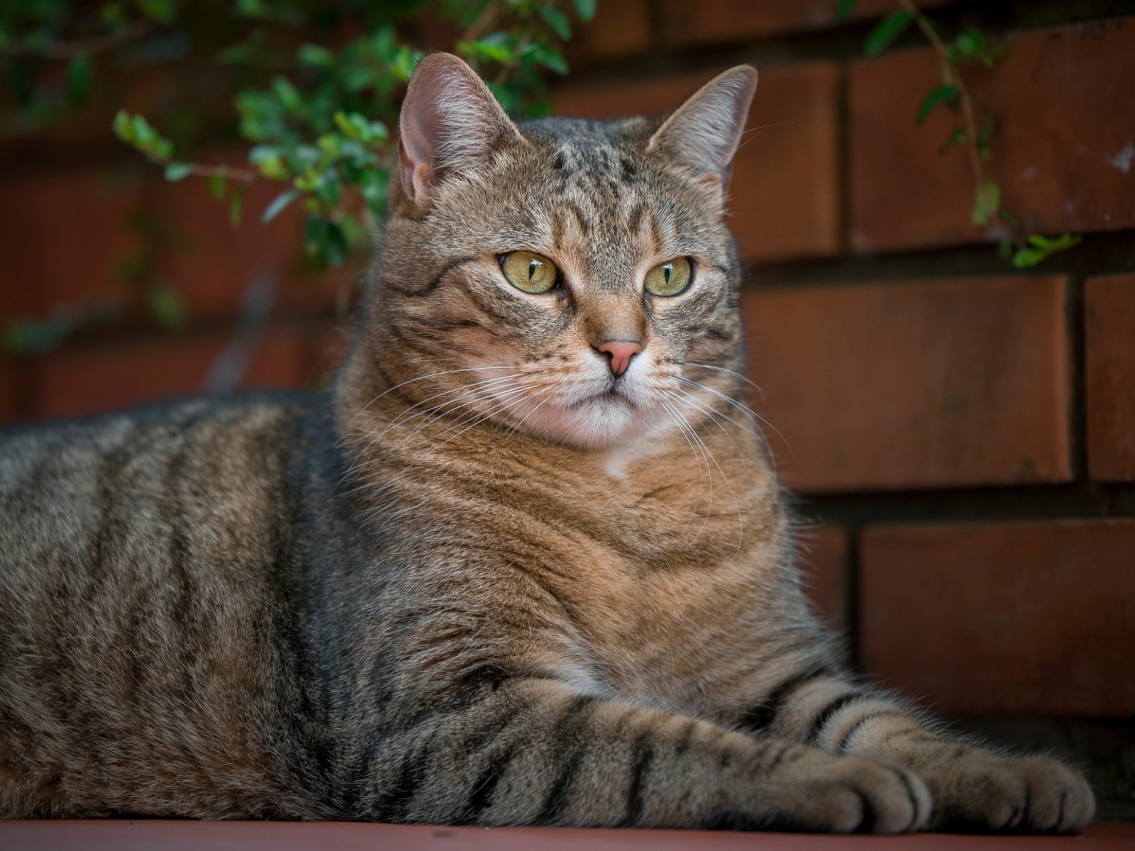 Большой серый кот лежит у кирпичной стены 