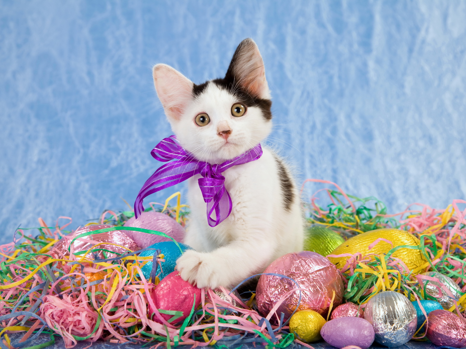 Маленький забавный котенок с бантом сидит на шоколадных пасхальных яйцах