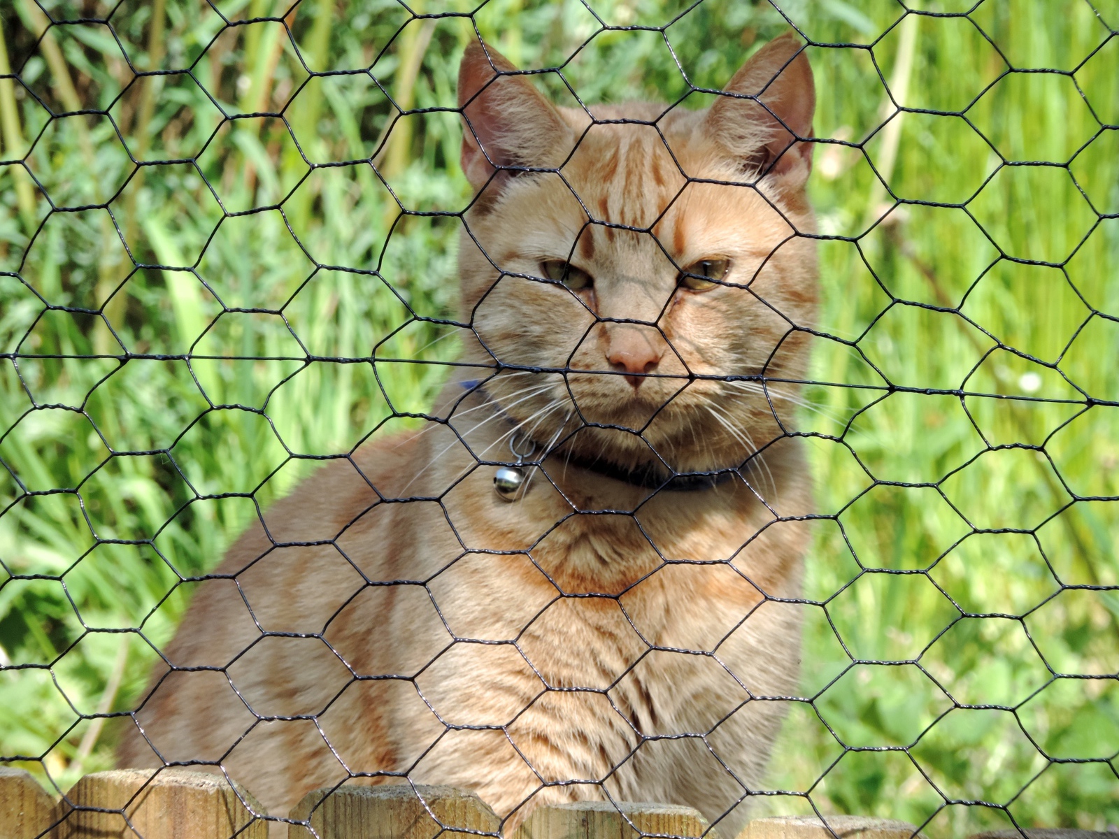 Рыжий кот сидит за железной сеткой