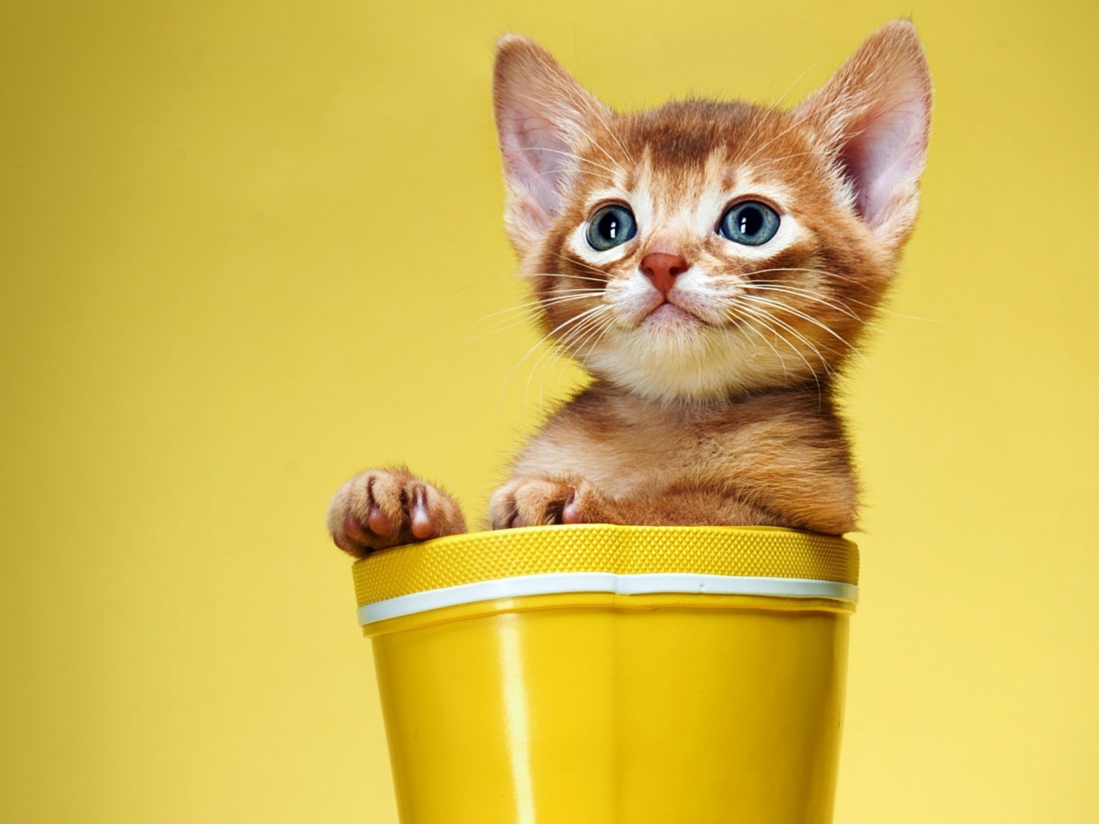 Маленький рыжий котенок сидит в цветочном горшке на желтом фоне