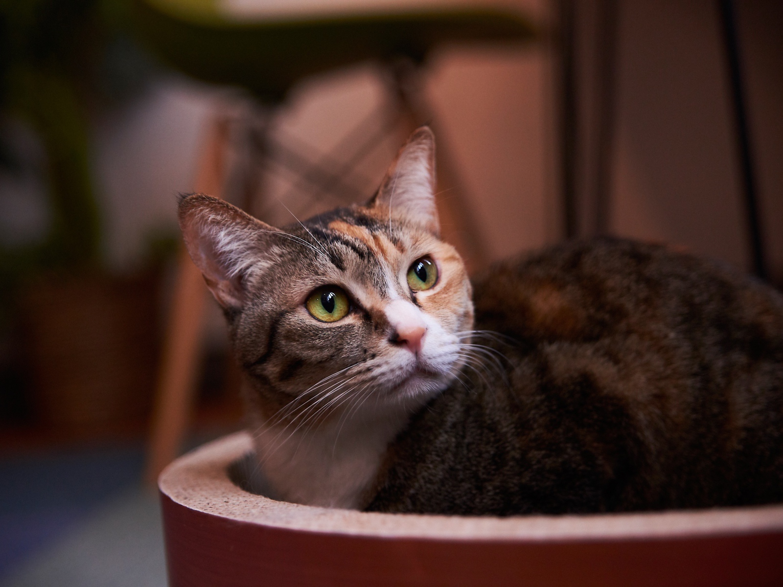 Взгляд трехцветной кошки 