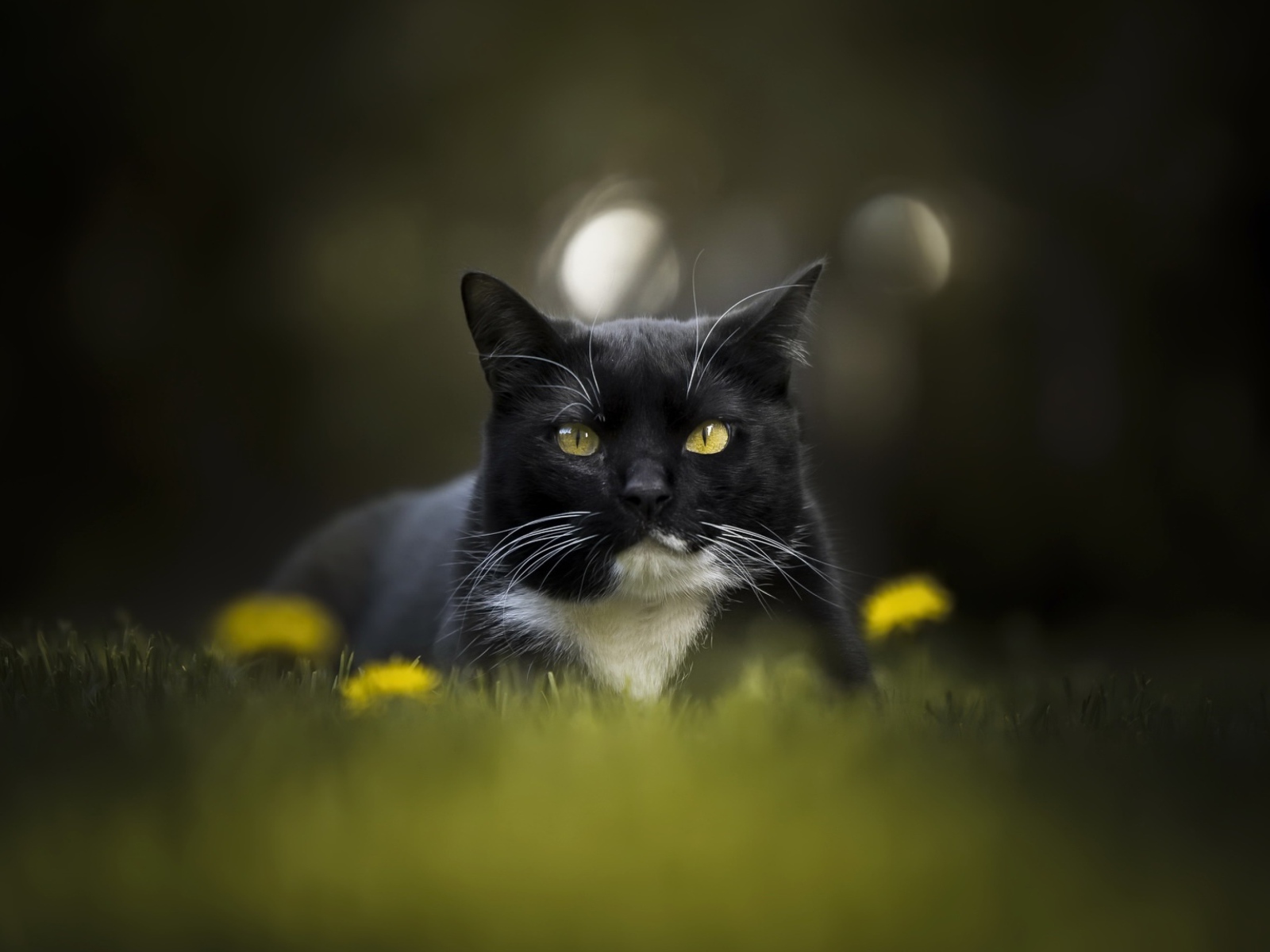 Красивый черно-белый кот сидит в траве