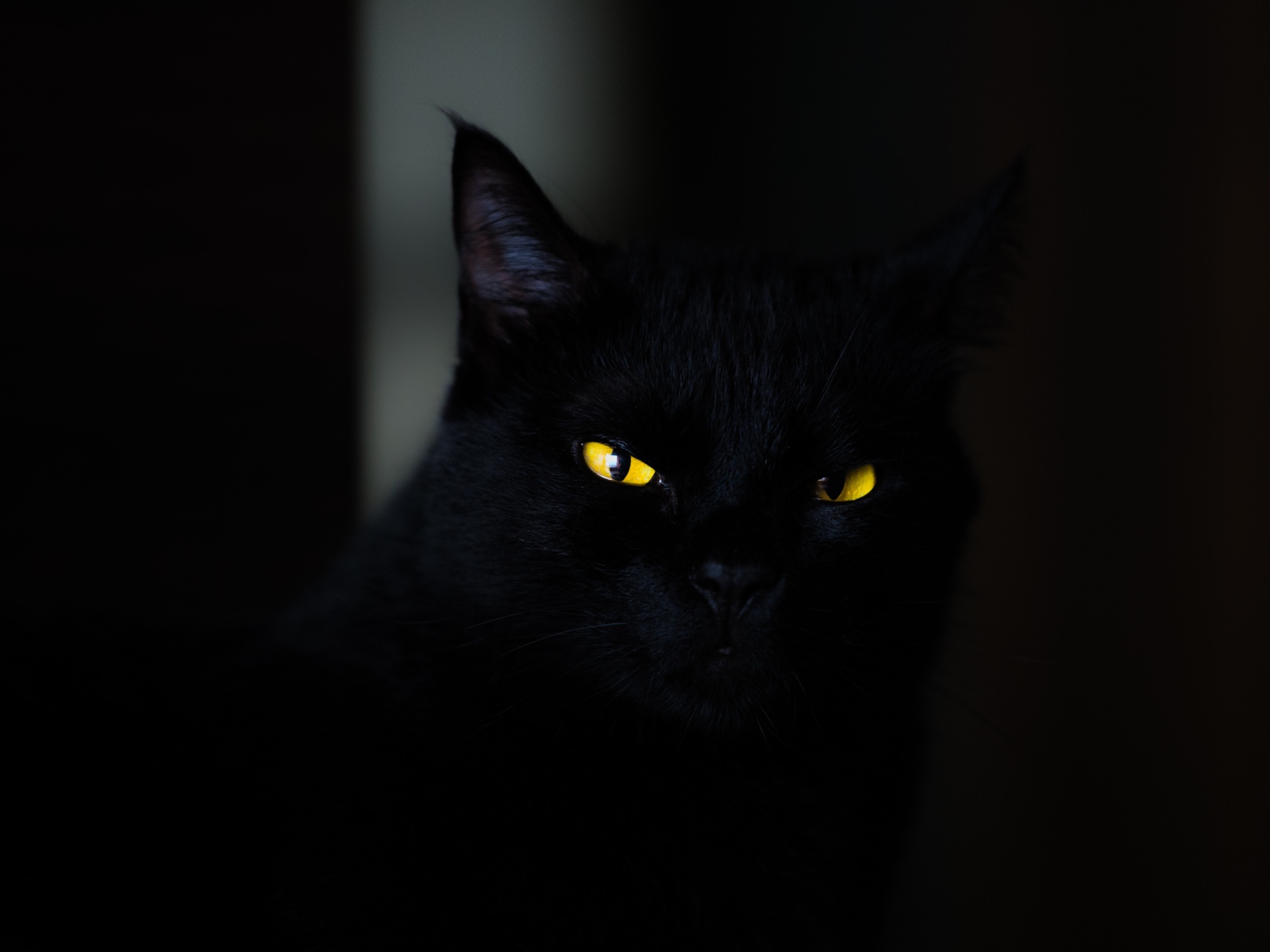 Красивый черный кот с желтыми глазами