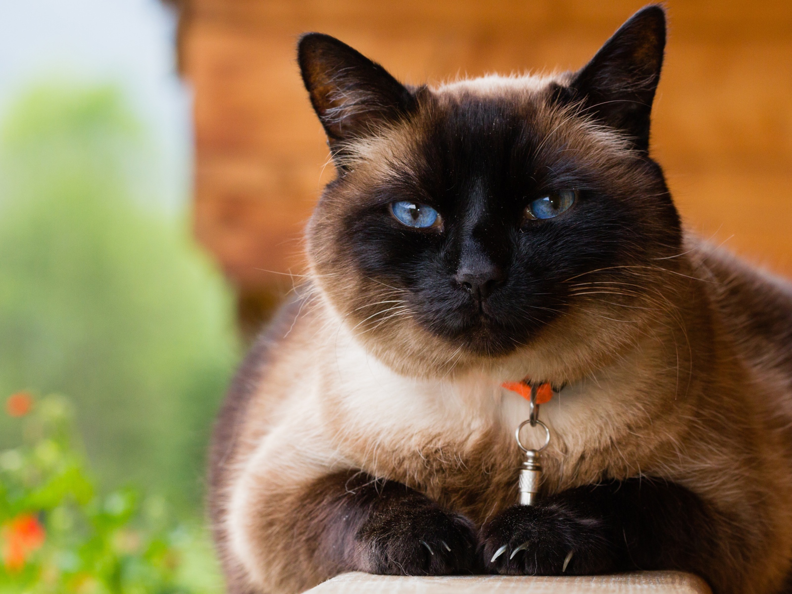 Красивый голубоглазый сиамский кот с ошейником