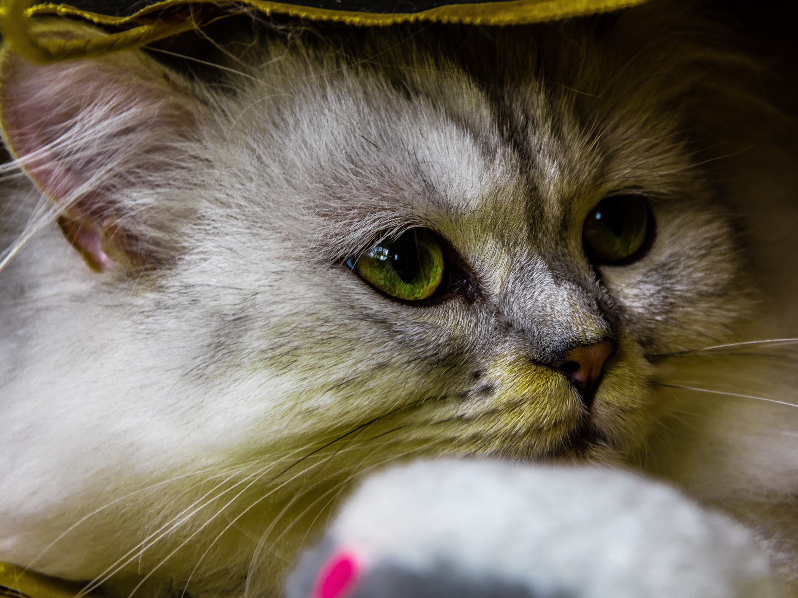 Красивый пушистый зеленоглазый кот под одеялом