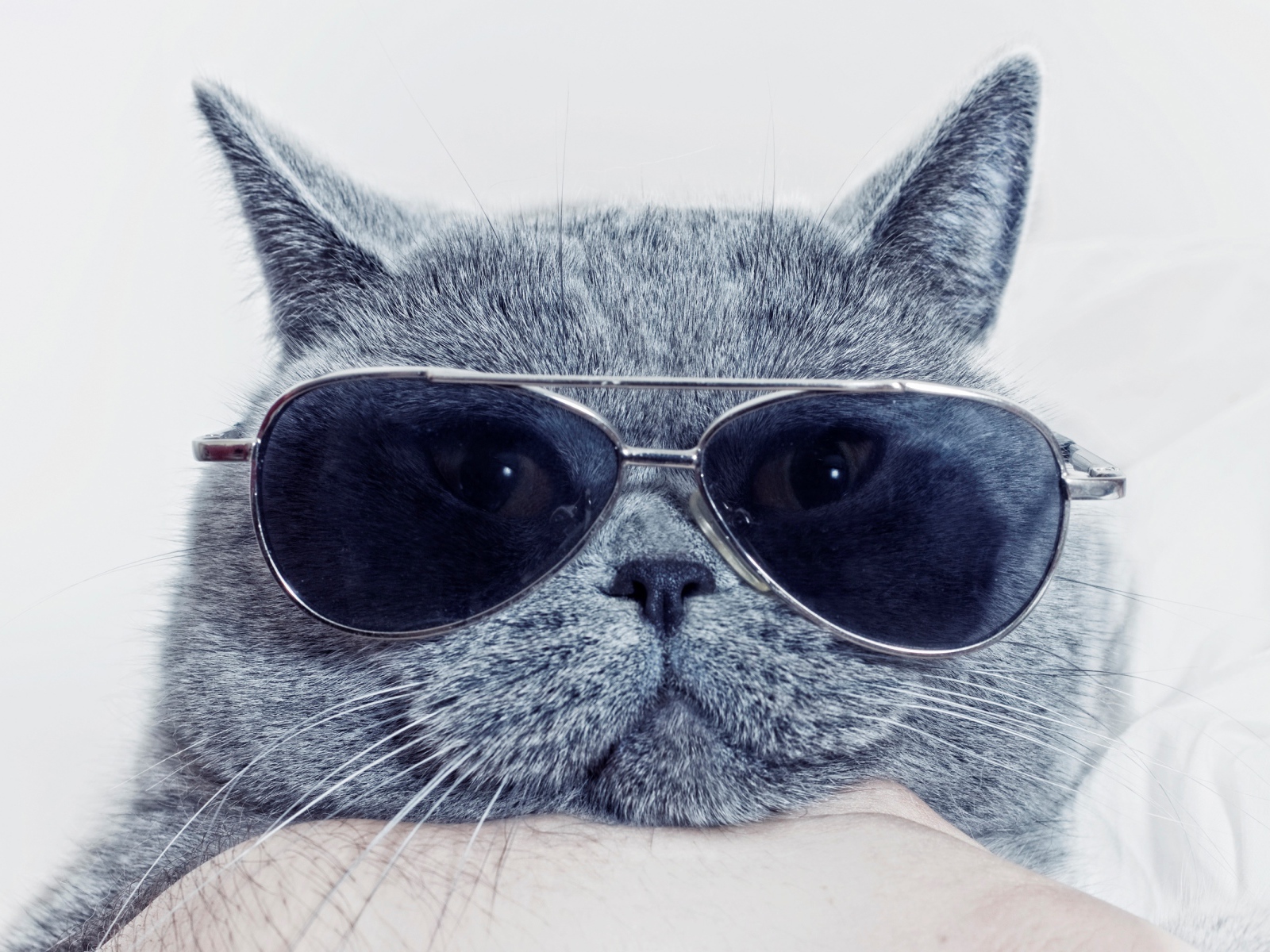 Британский кот в очках