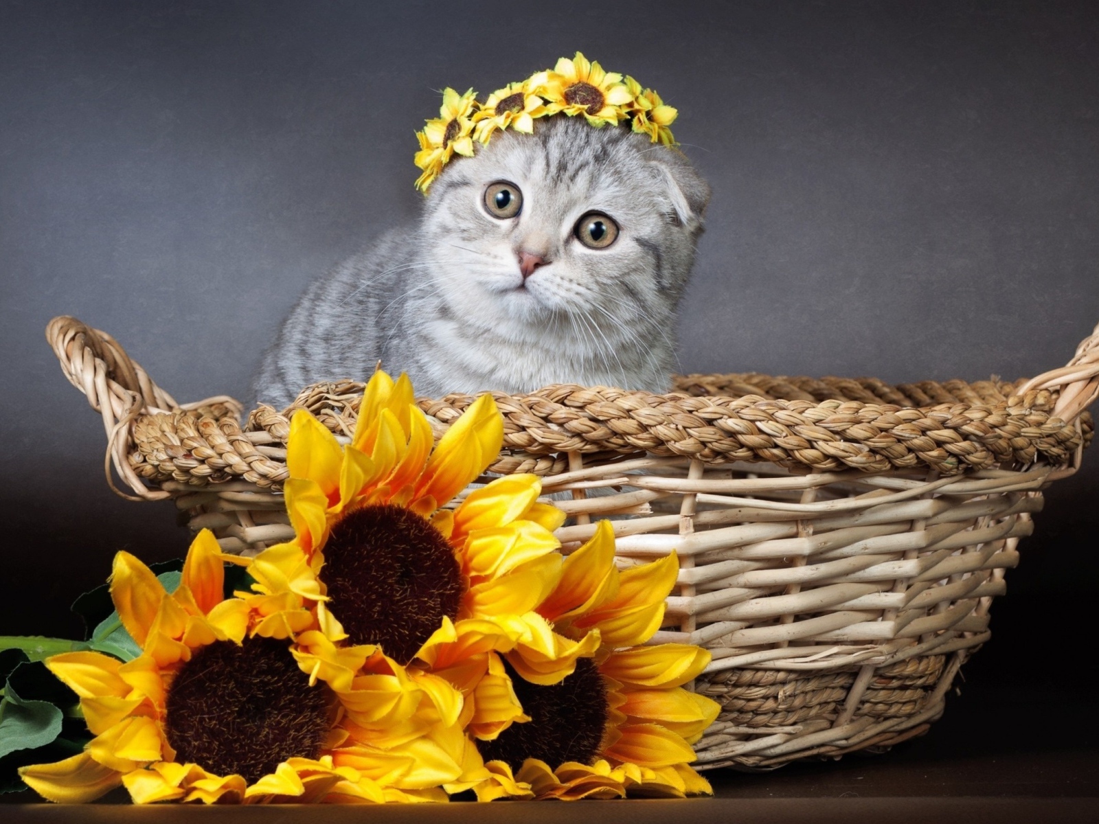 Котенок британец сидит в корзине с цветами