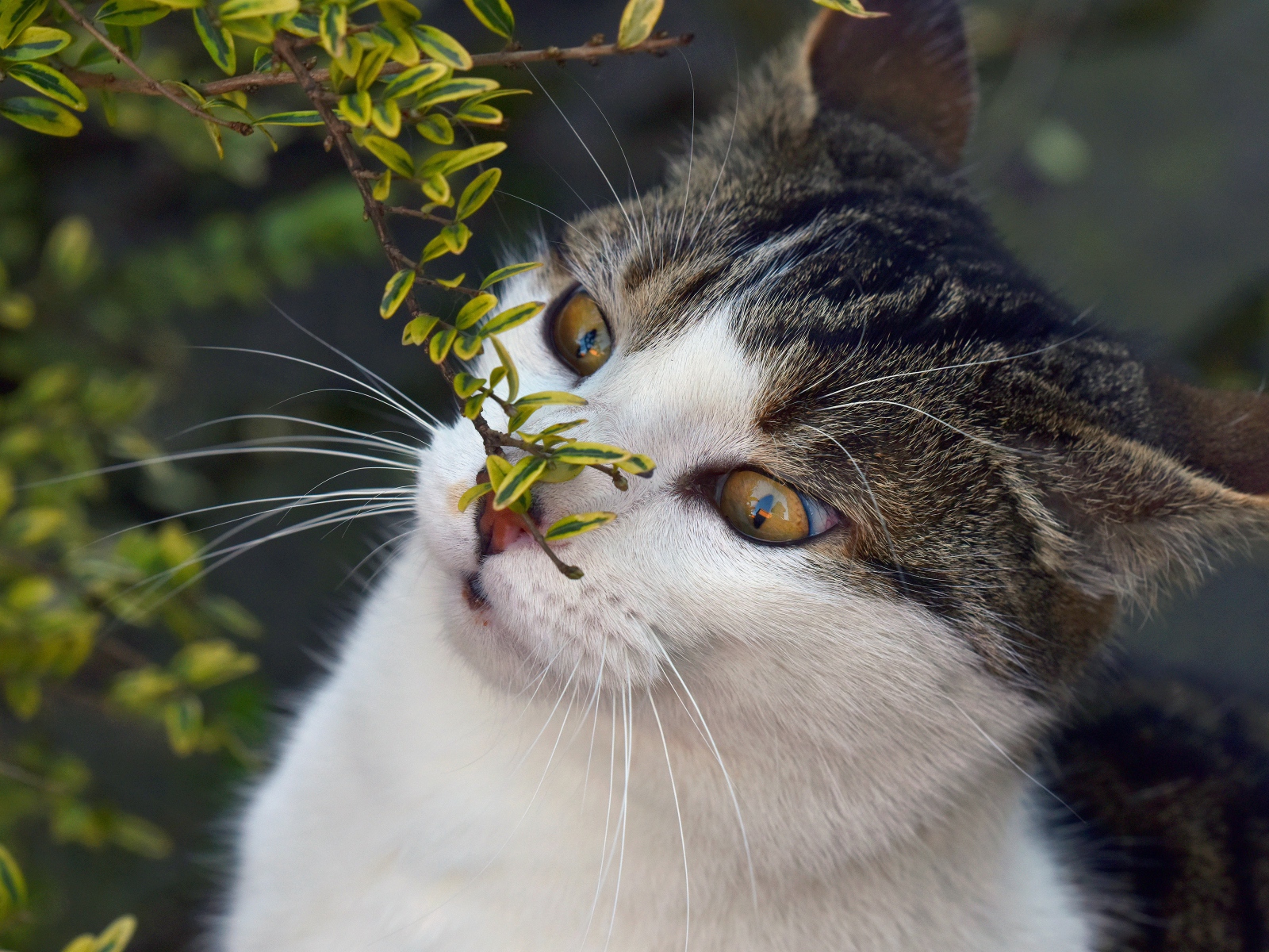 Кот с веткой з мелкими зелеными листьями