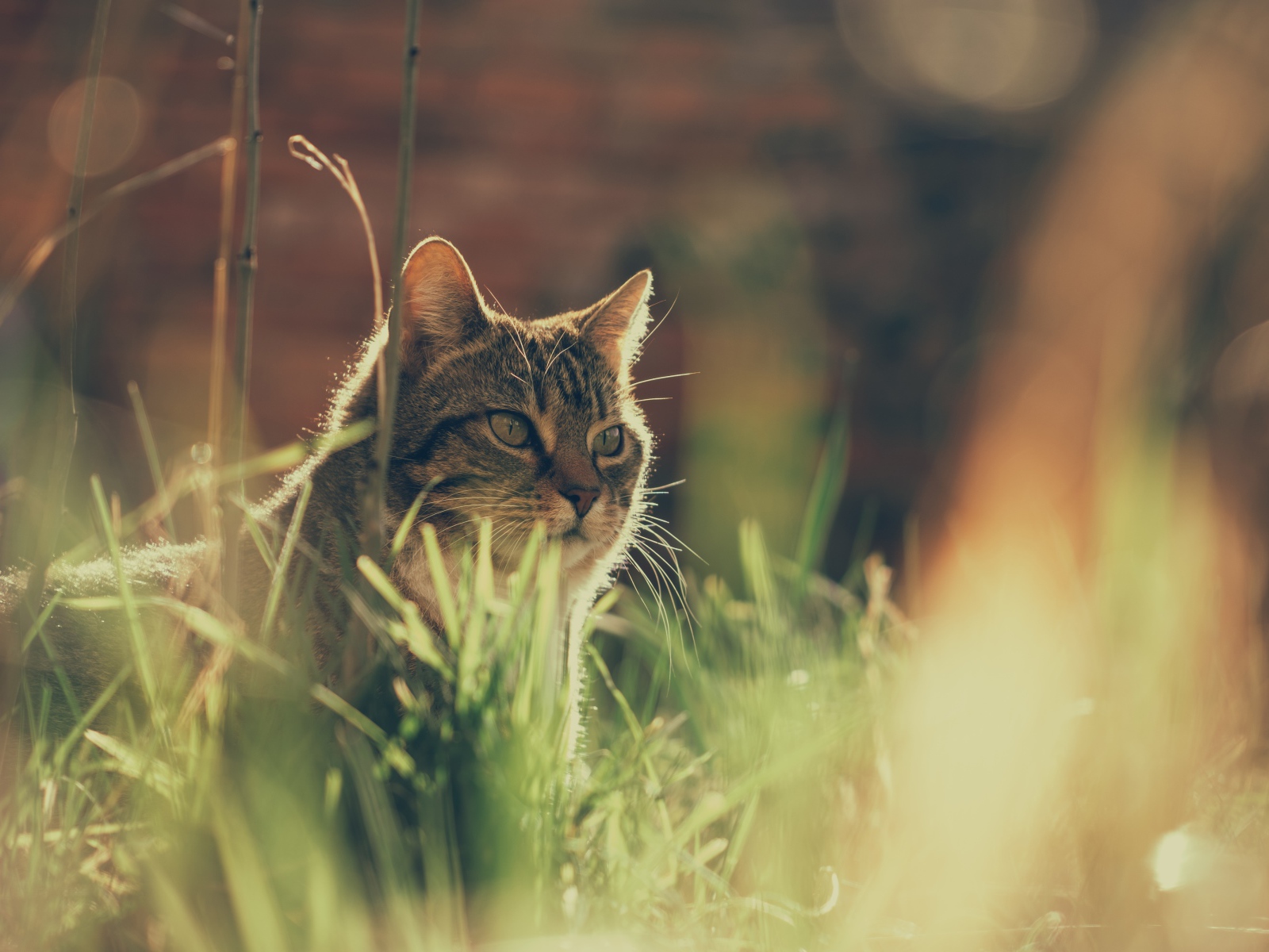 Недовольный серый кот в траве