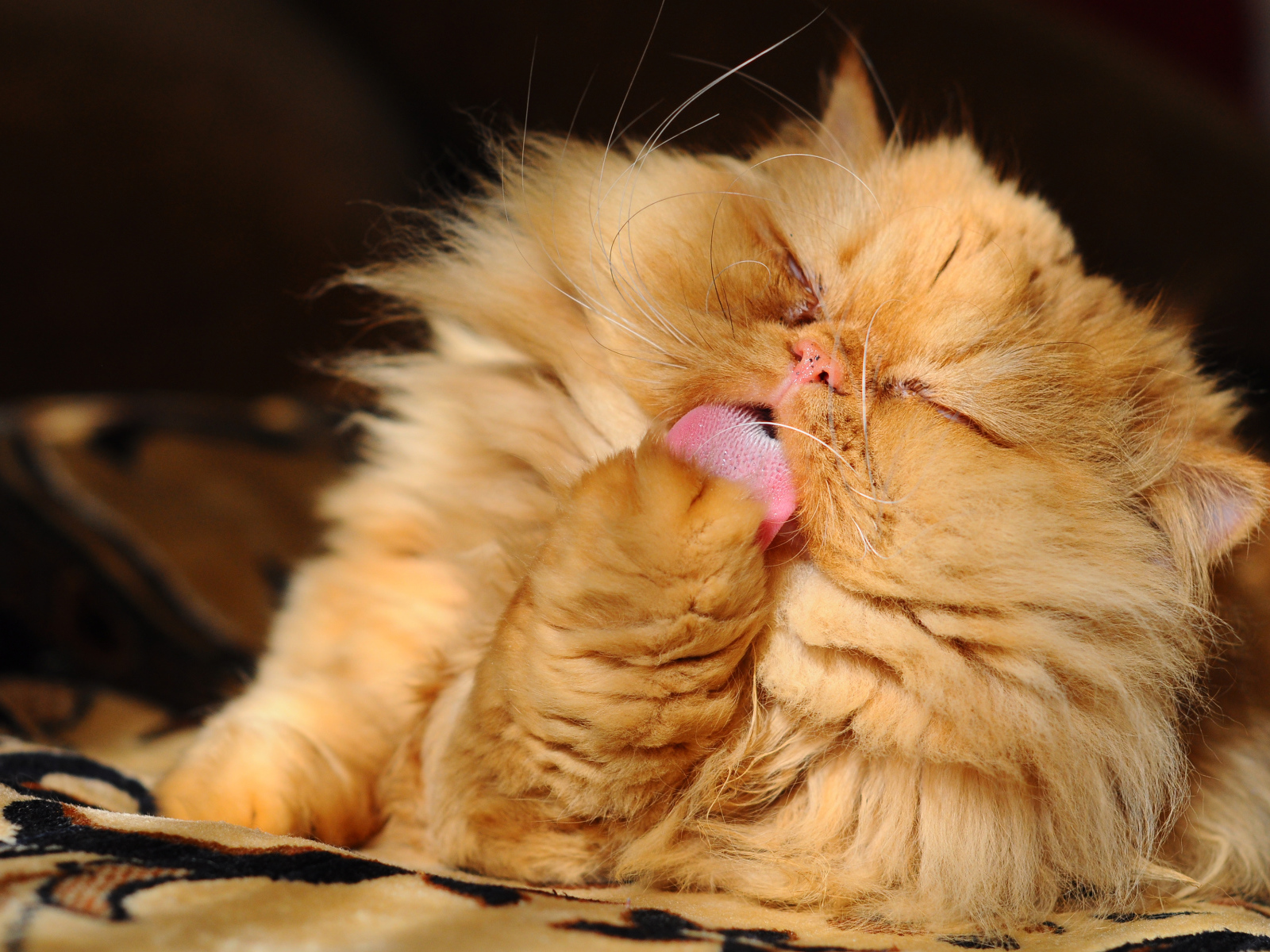 Пушистый рыжий персидский кот облизывает лапу