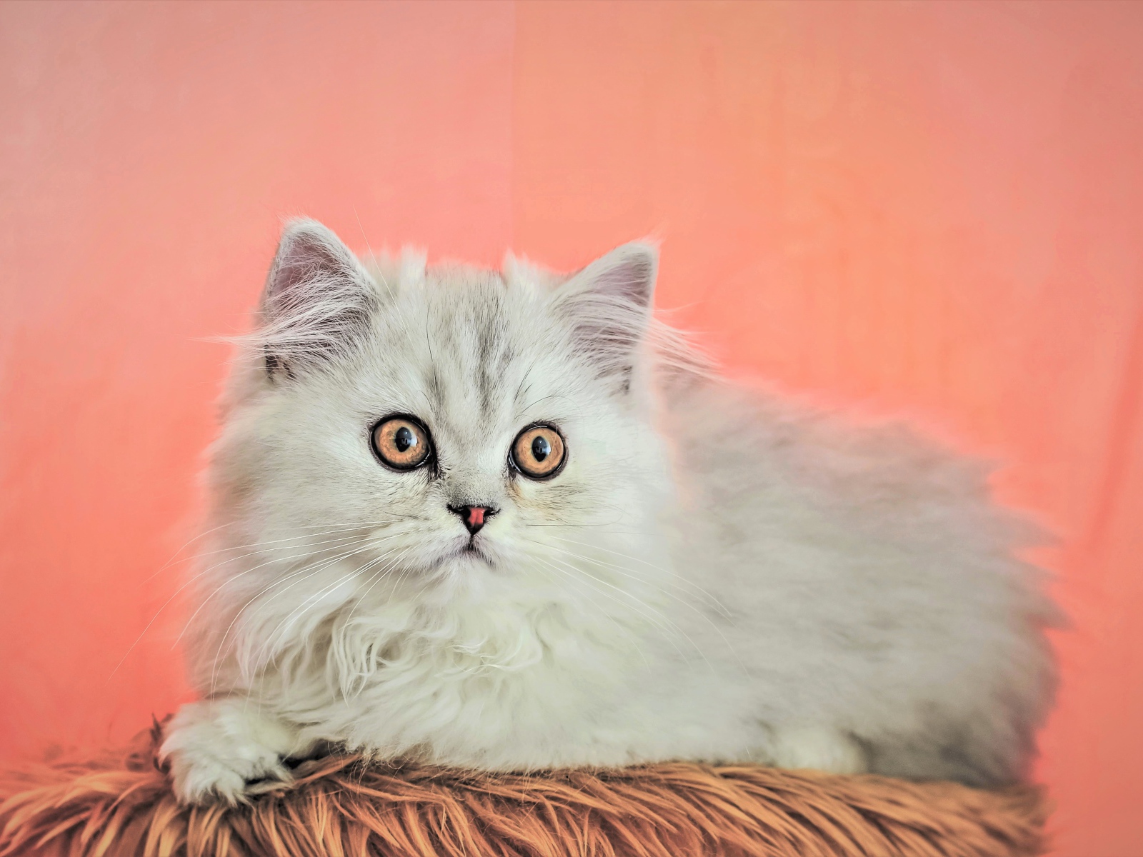 Пушистый белый персидский котенок на розовом фоне