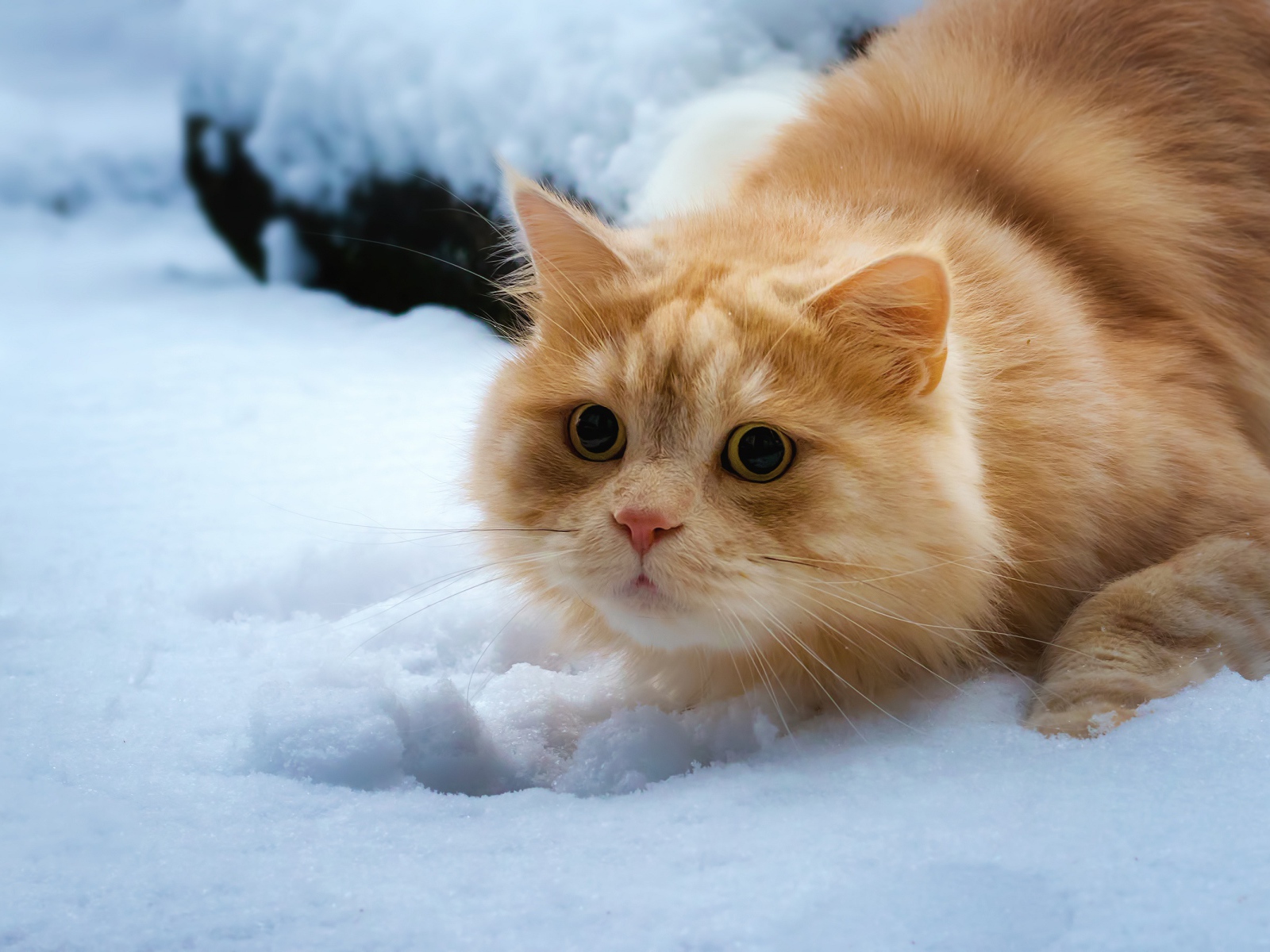Furry red cat lies on the snow