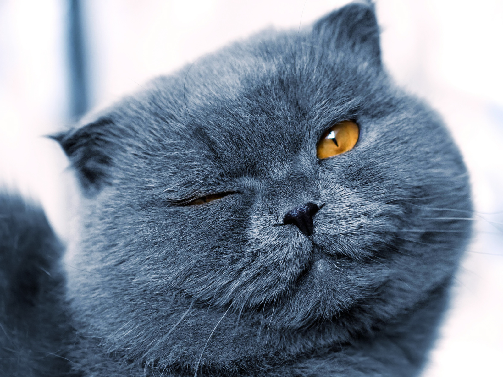Серый британский кот подмигивает глазом 