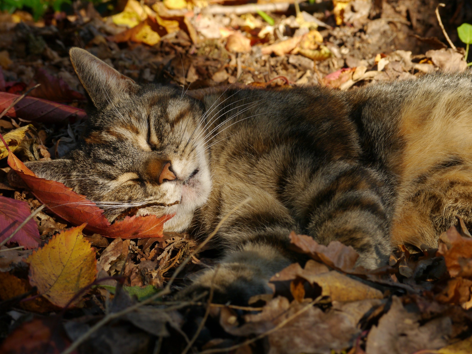 Серый красивый кот спит на желтой опавшей листве