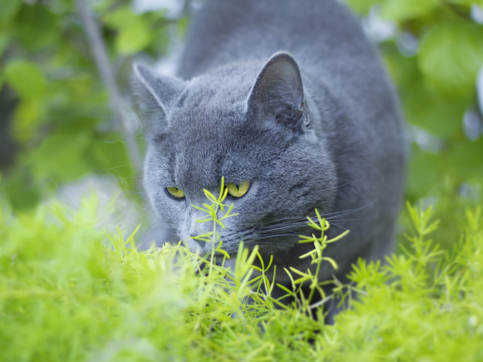 Серый кот британец ест зеленую траву