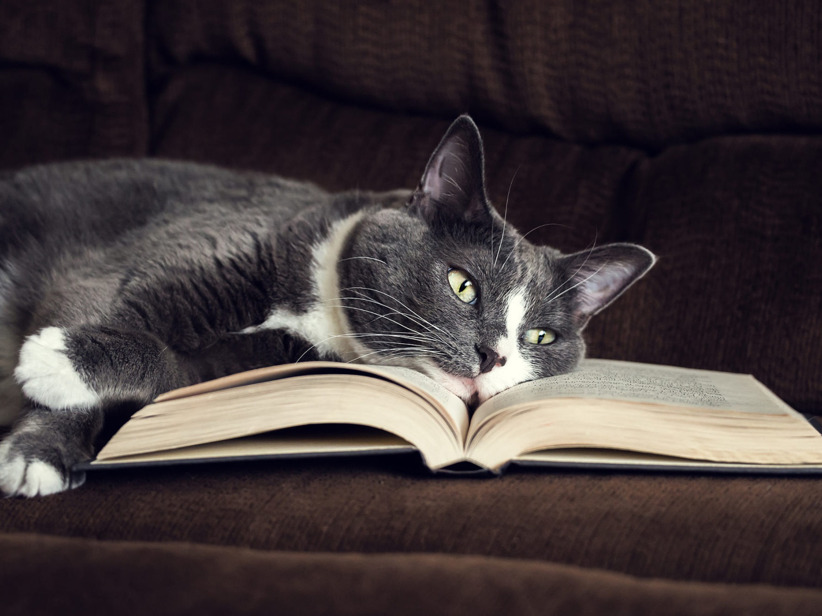 Серый кот лежит на книге на диване