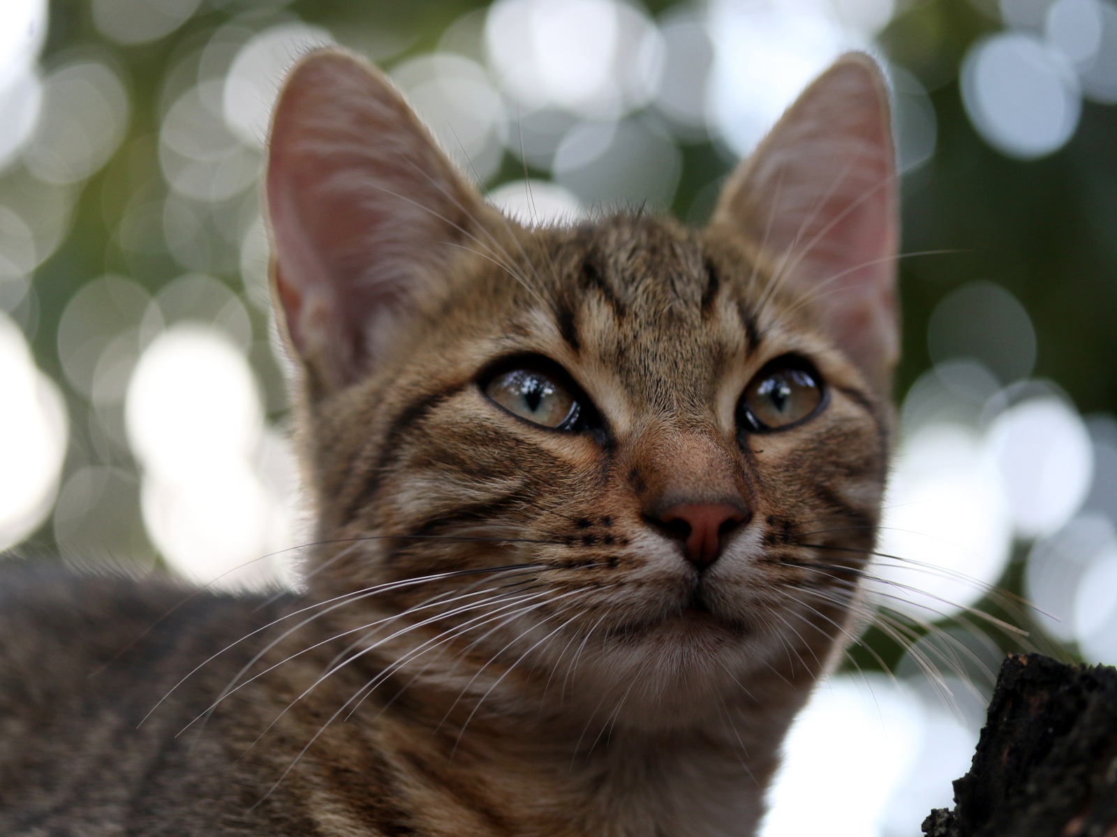 Серый кот дремлет на дереве