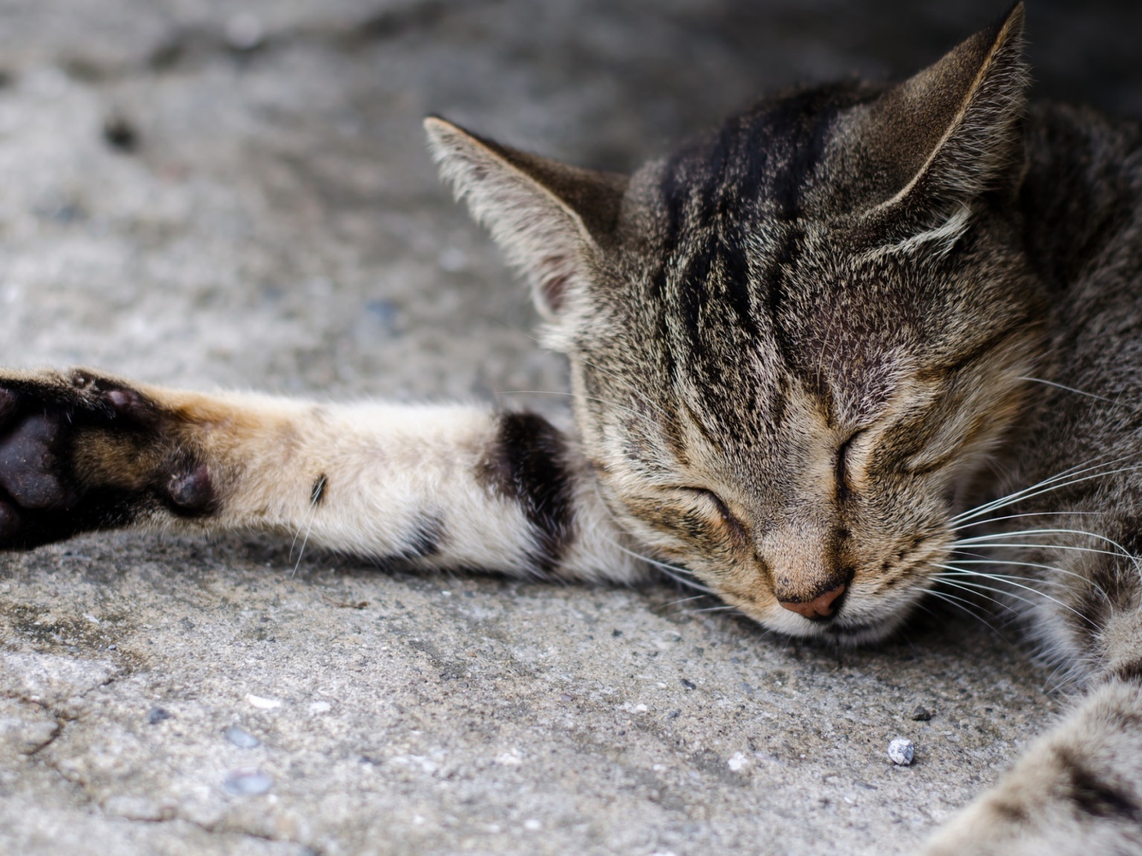 Спящий серый кот на асфальте