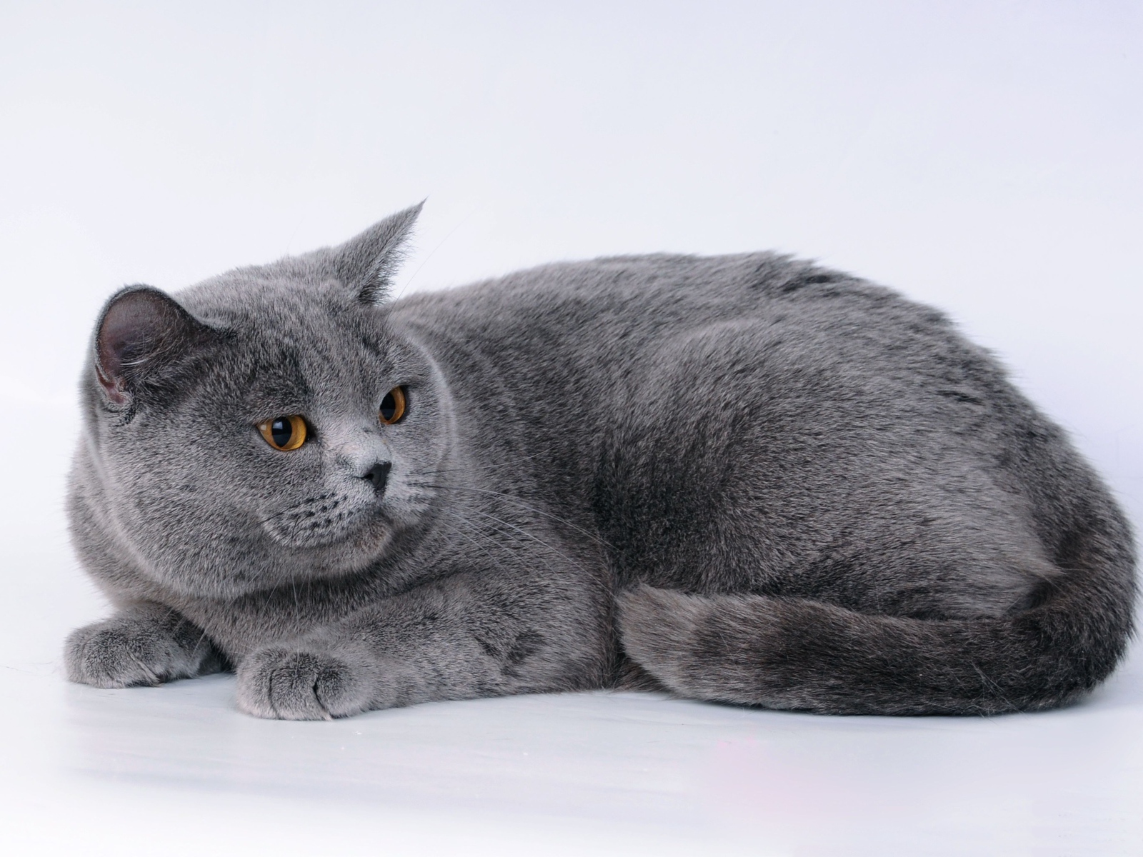 Большой британский кот на сером фоне