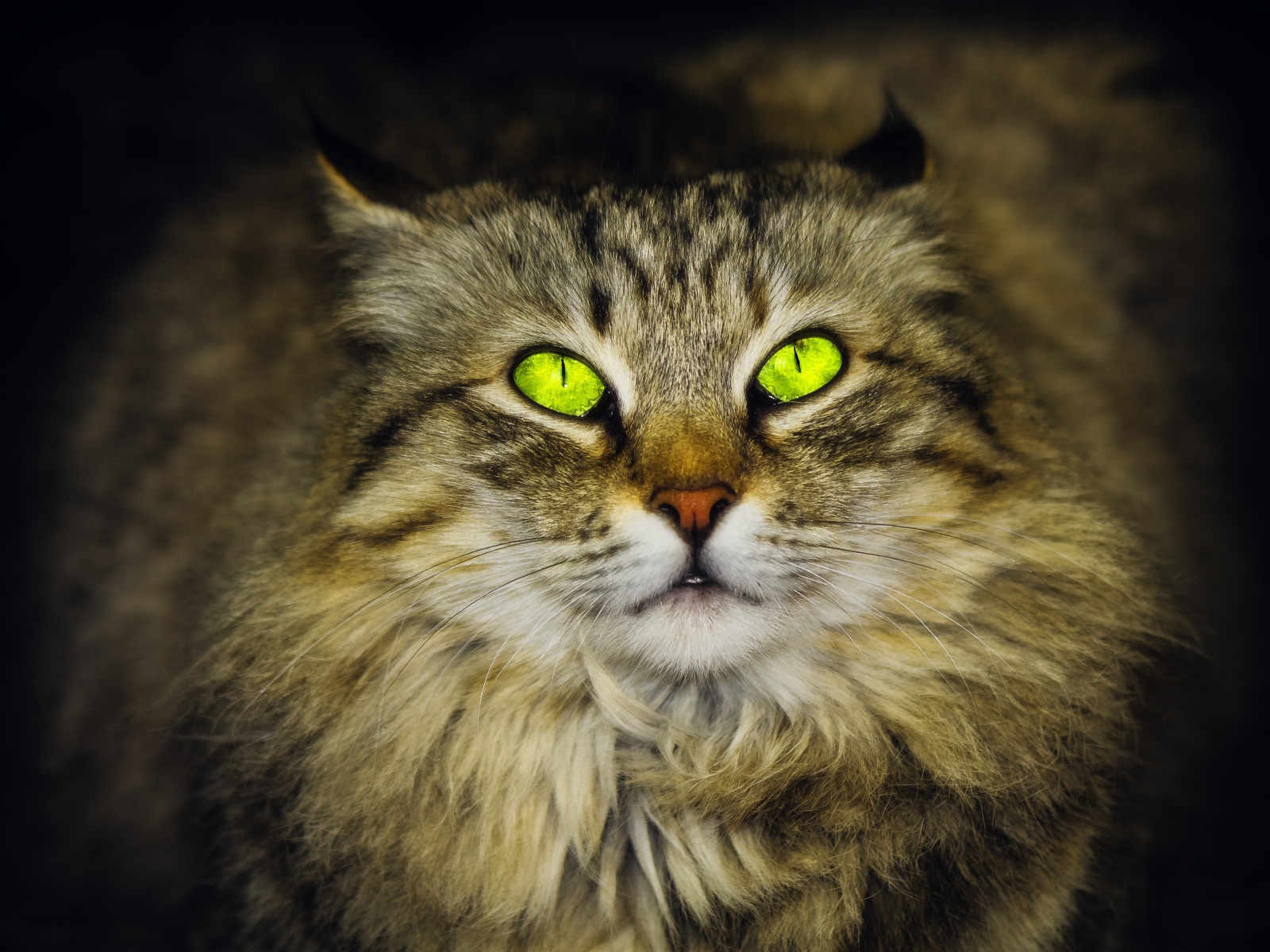 Большой пушистый серый кот с красивыми глазами