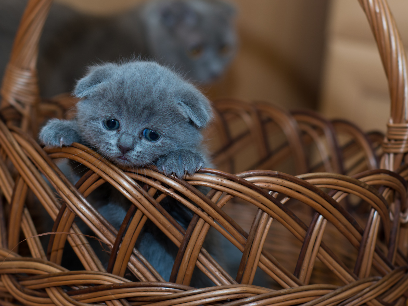 Маленький британский вислоухий котенок в корзине