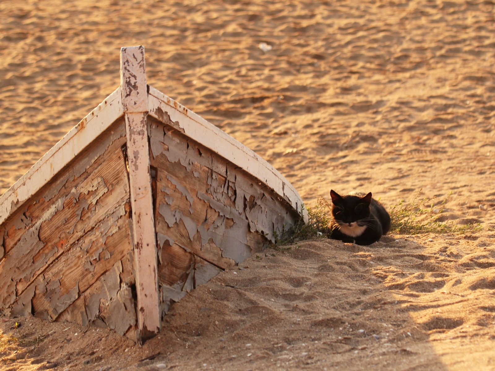 Маленький черный котенок на песке у старой лодки