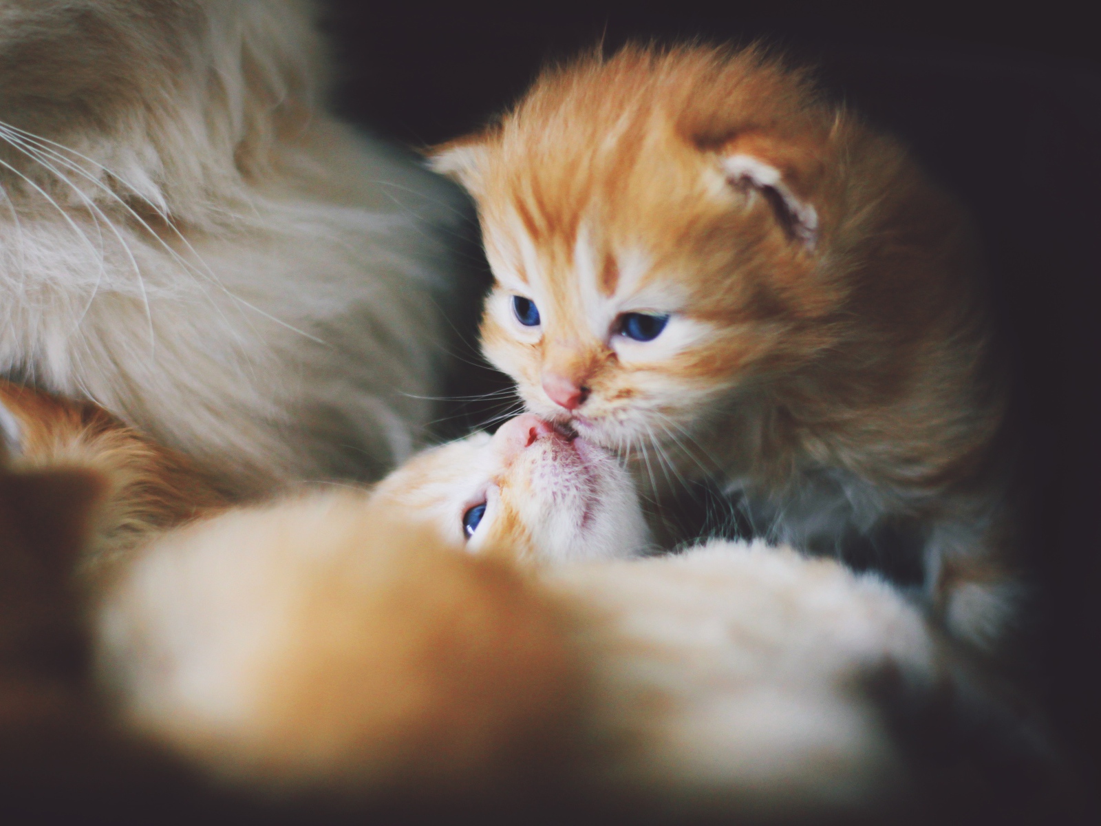 Маленькие милые рыжие котята