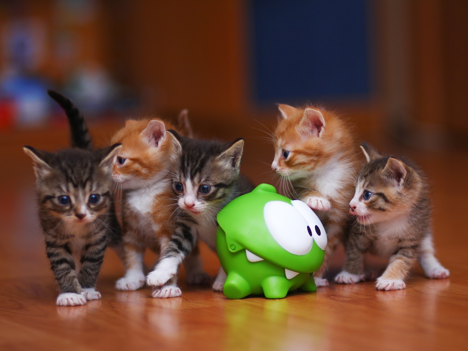 Маленькие смешные котята с зеленой игрушкой