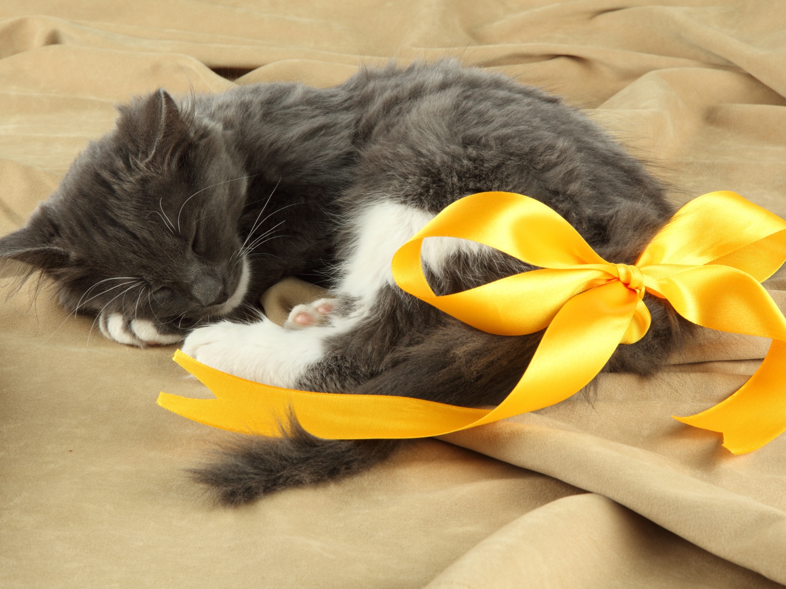 Маленький котенок с бантом из желтой ленты на хвосте