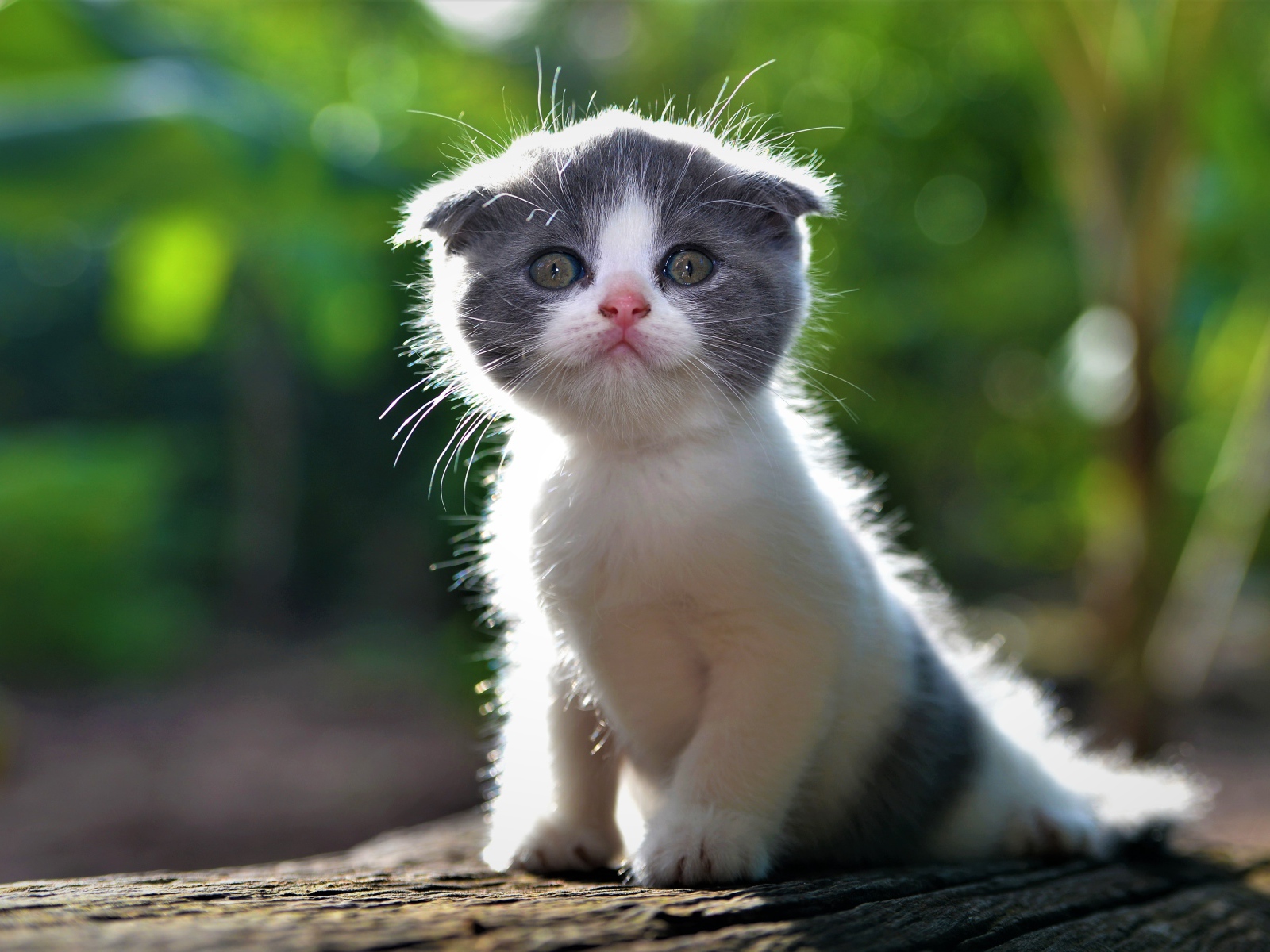 Маленький вислоухий серо-белый котенок