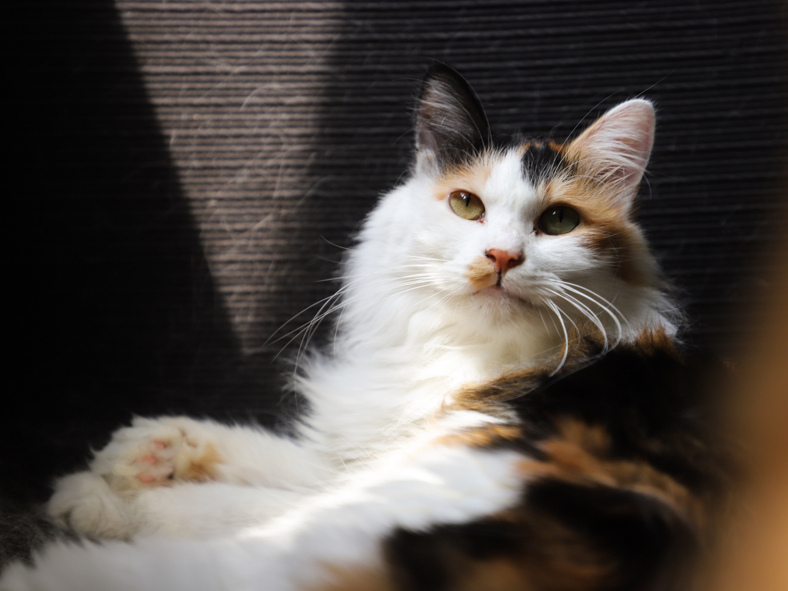 Взгляд красивой трехцветной кошки