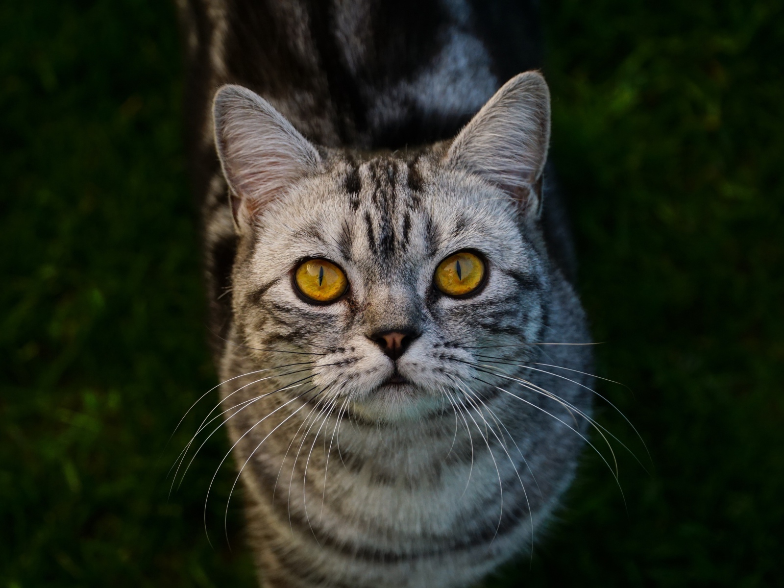 Породистый серый кот с желтыми глазами на зеленой траве