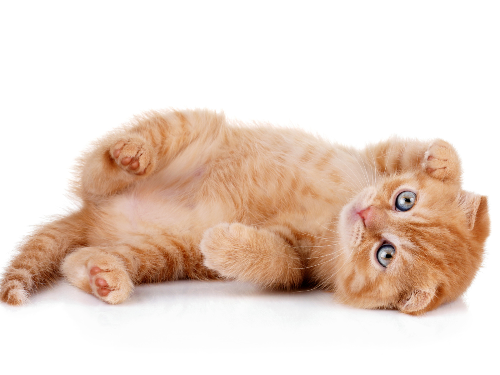 Породистый рыжий котенок на белом фоне