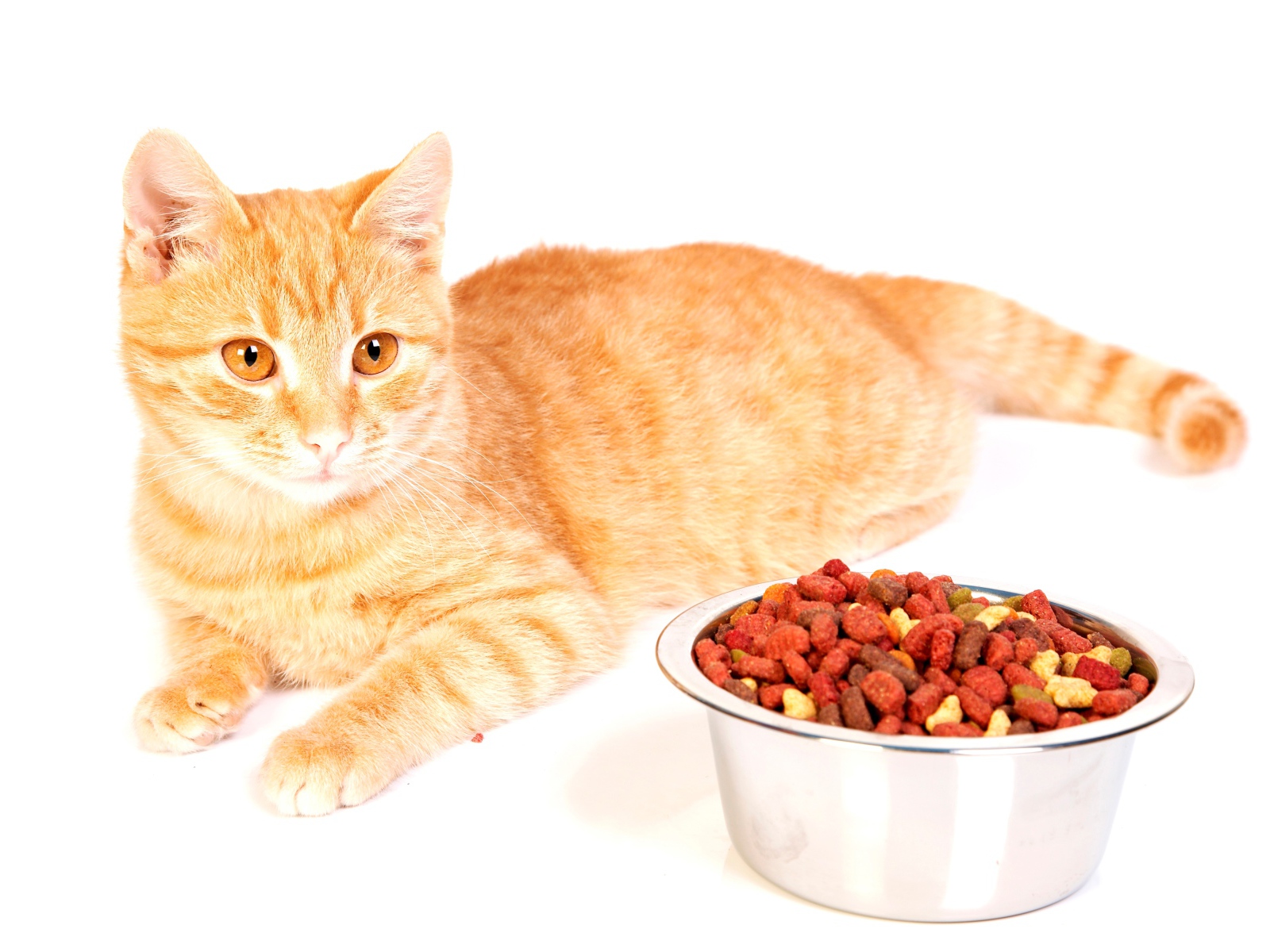 Рыжий котенок с миской корма на белом фоне