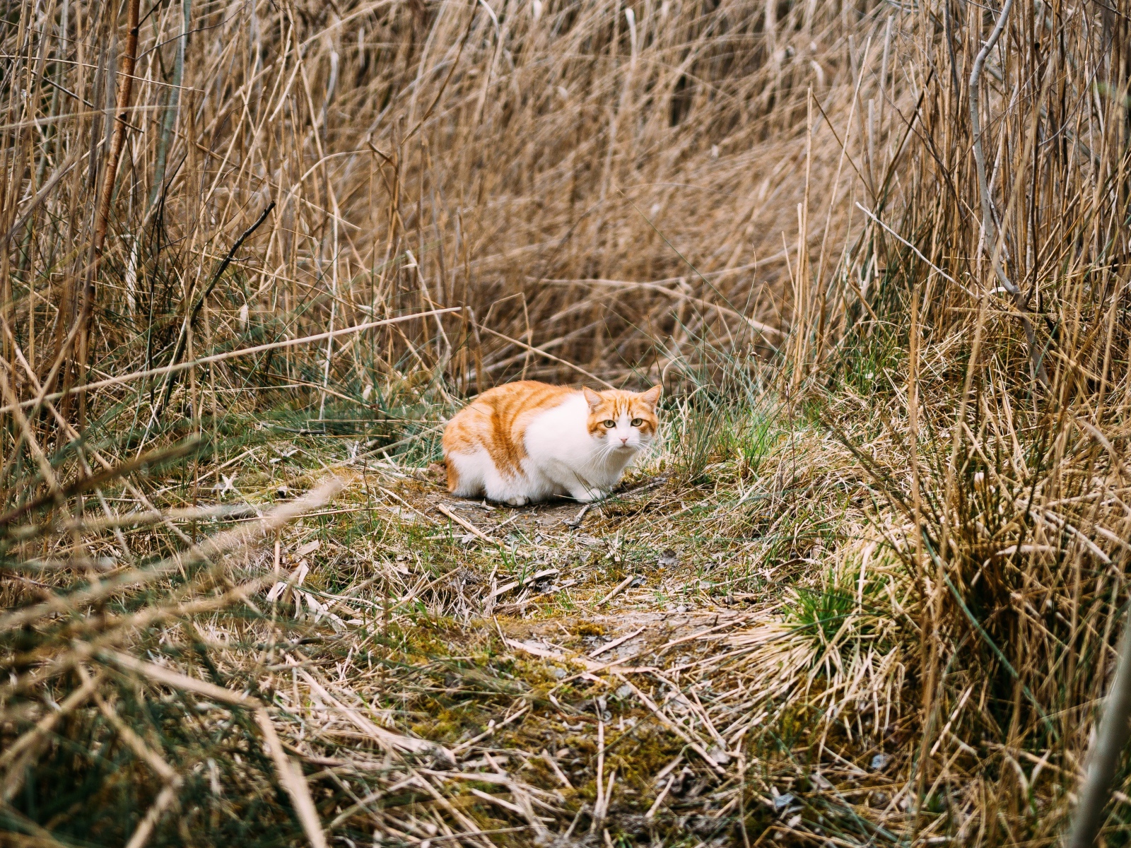 Рыже-белый испуганный кот в траве