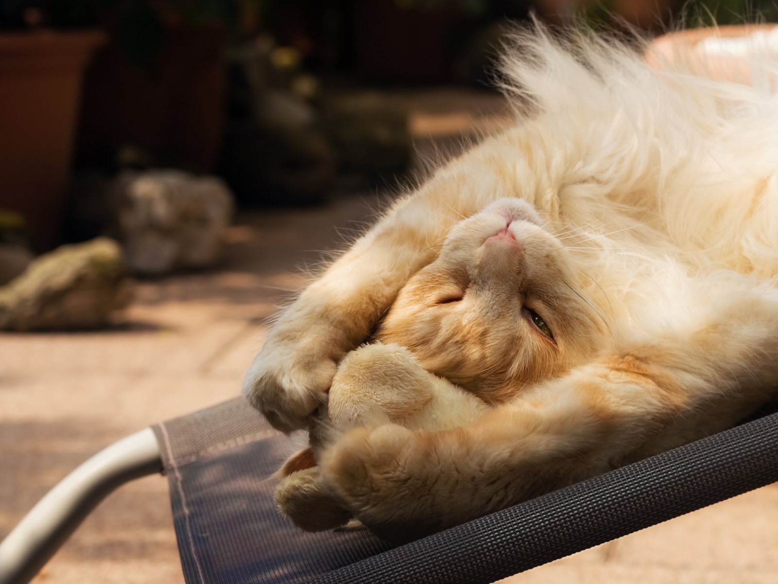Рыжий кот спит на кресле 