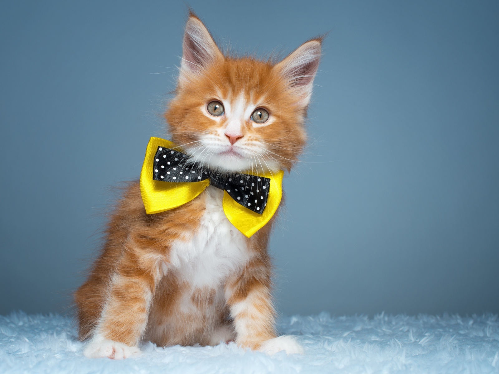 Рыжий котенок мейн кун с бабочкой на шее