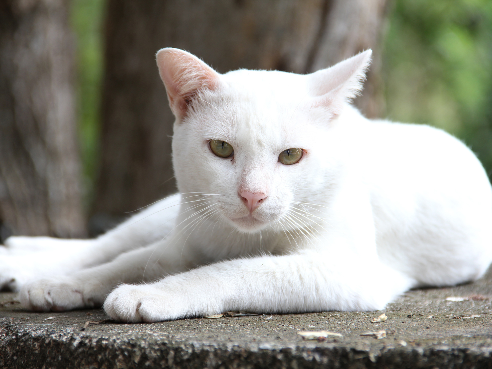 Грустный белый кот лежит на земле 