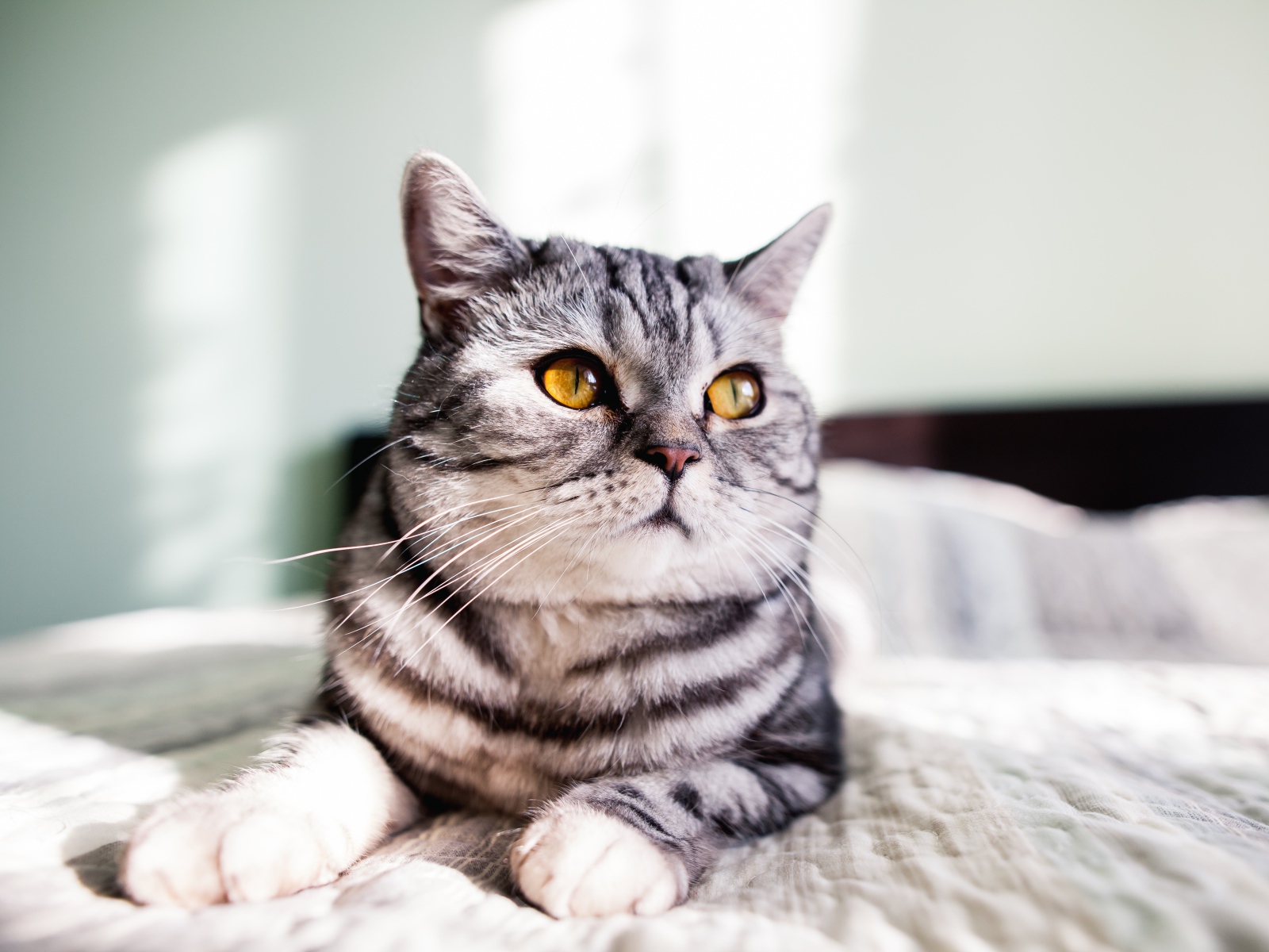 Шотландский кот лежит на кровати