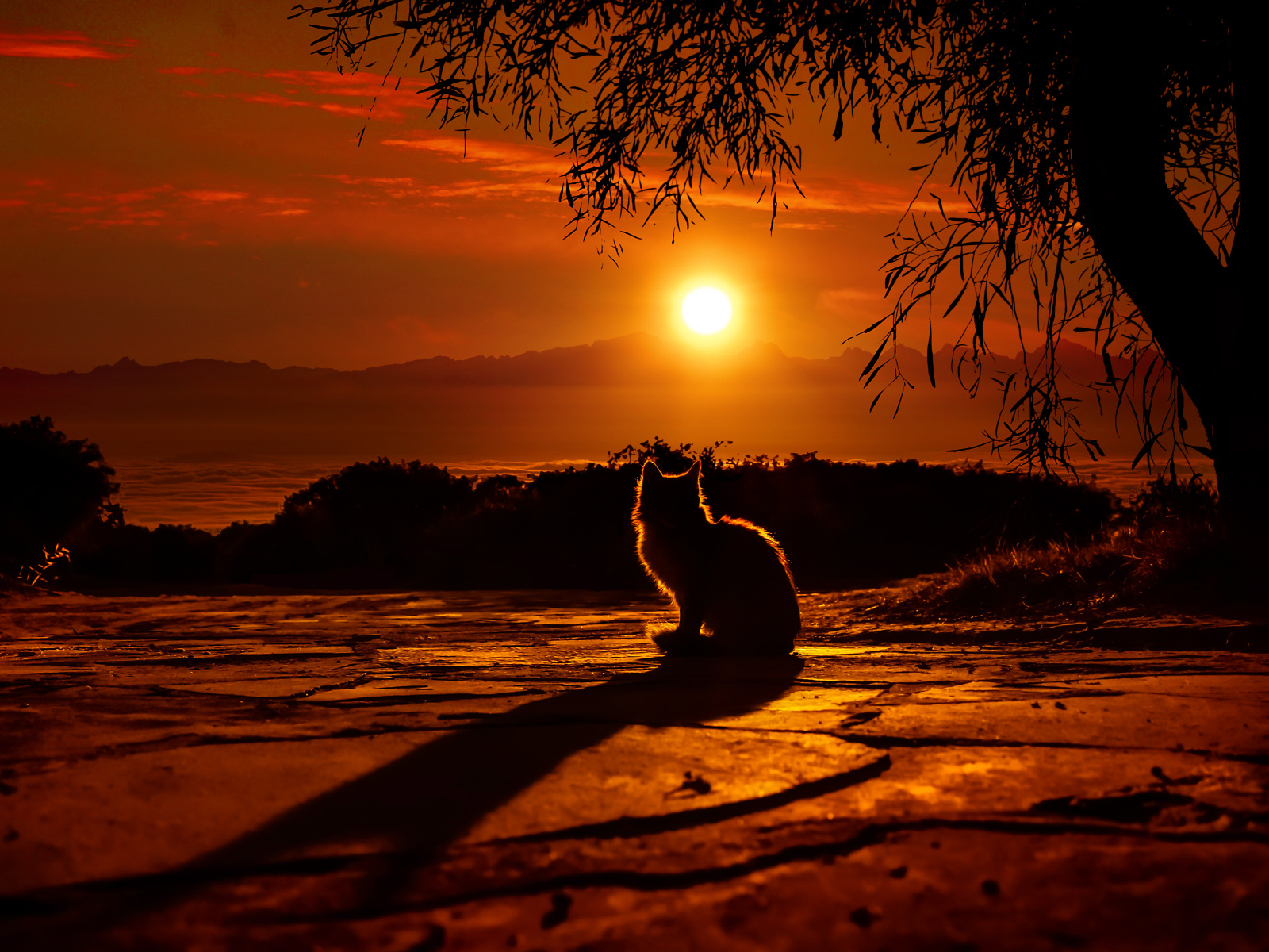 Силуэт кота на закате солнца 