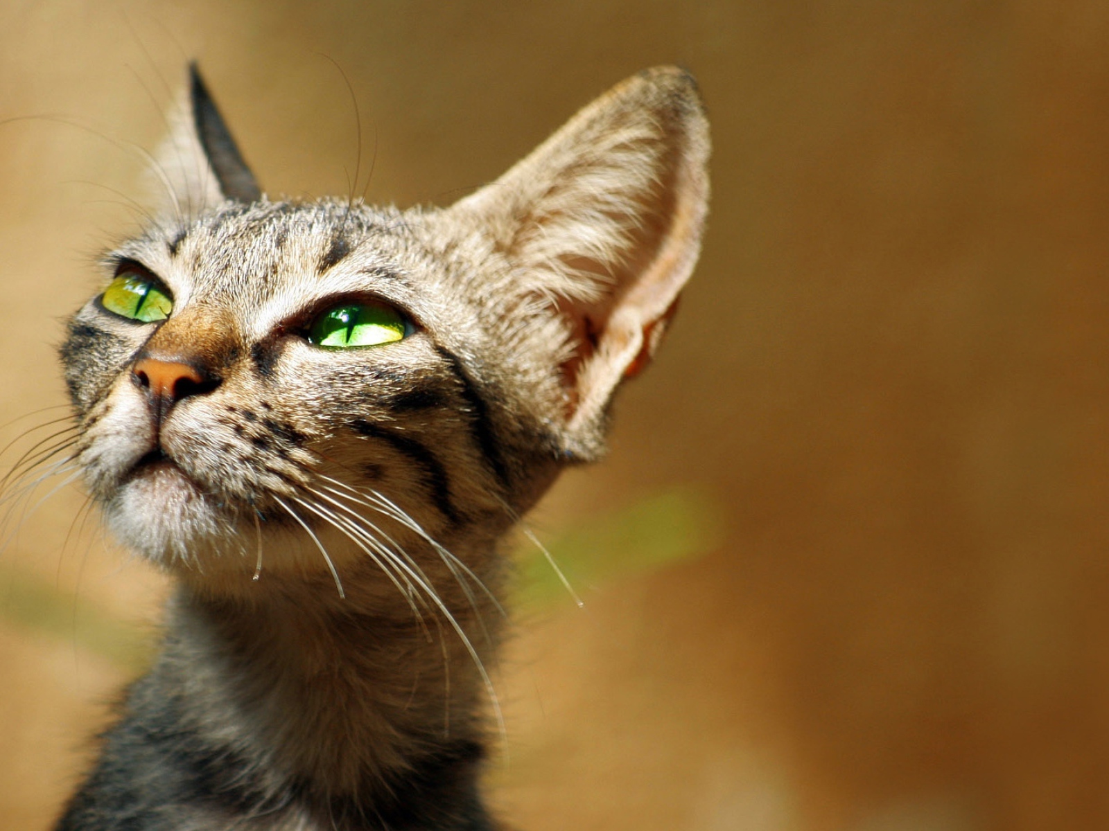 Хитрый зеленоглазый серый кот 