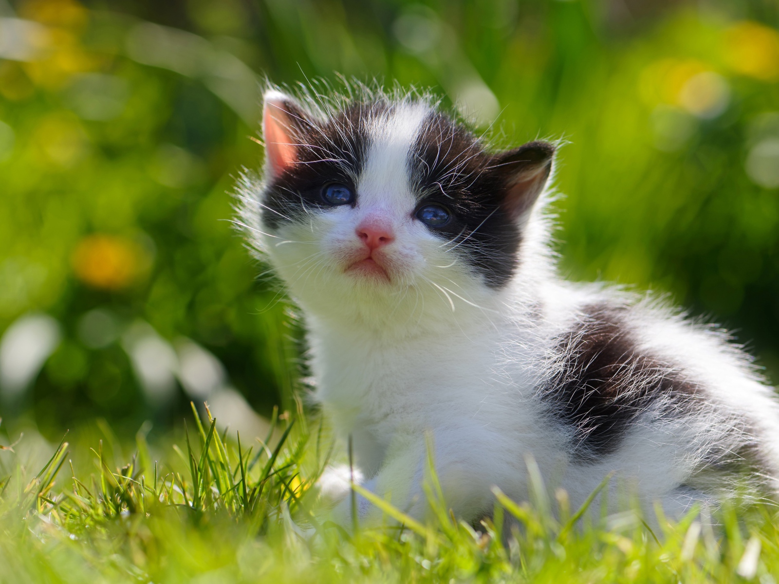 Маленький черно - белый котенок сидит в зеленой траве