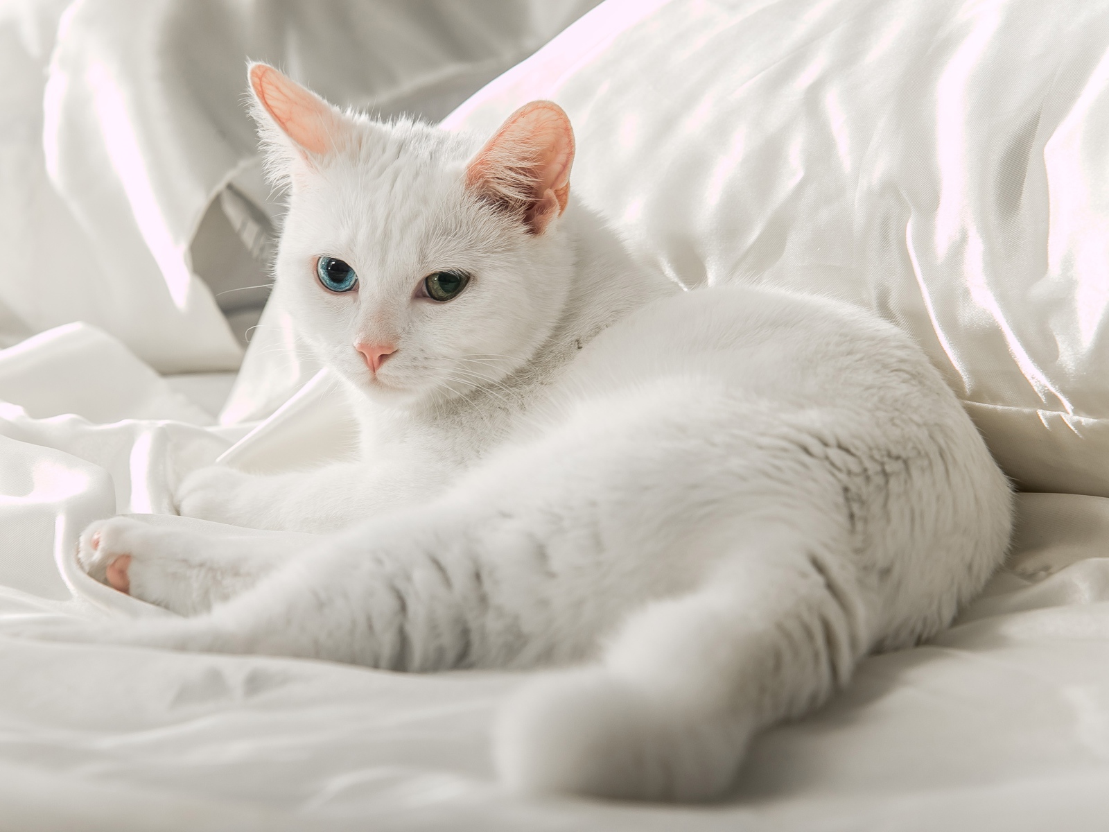 Белая кошка породы ангора лежит на кровати 