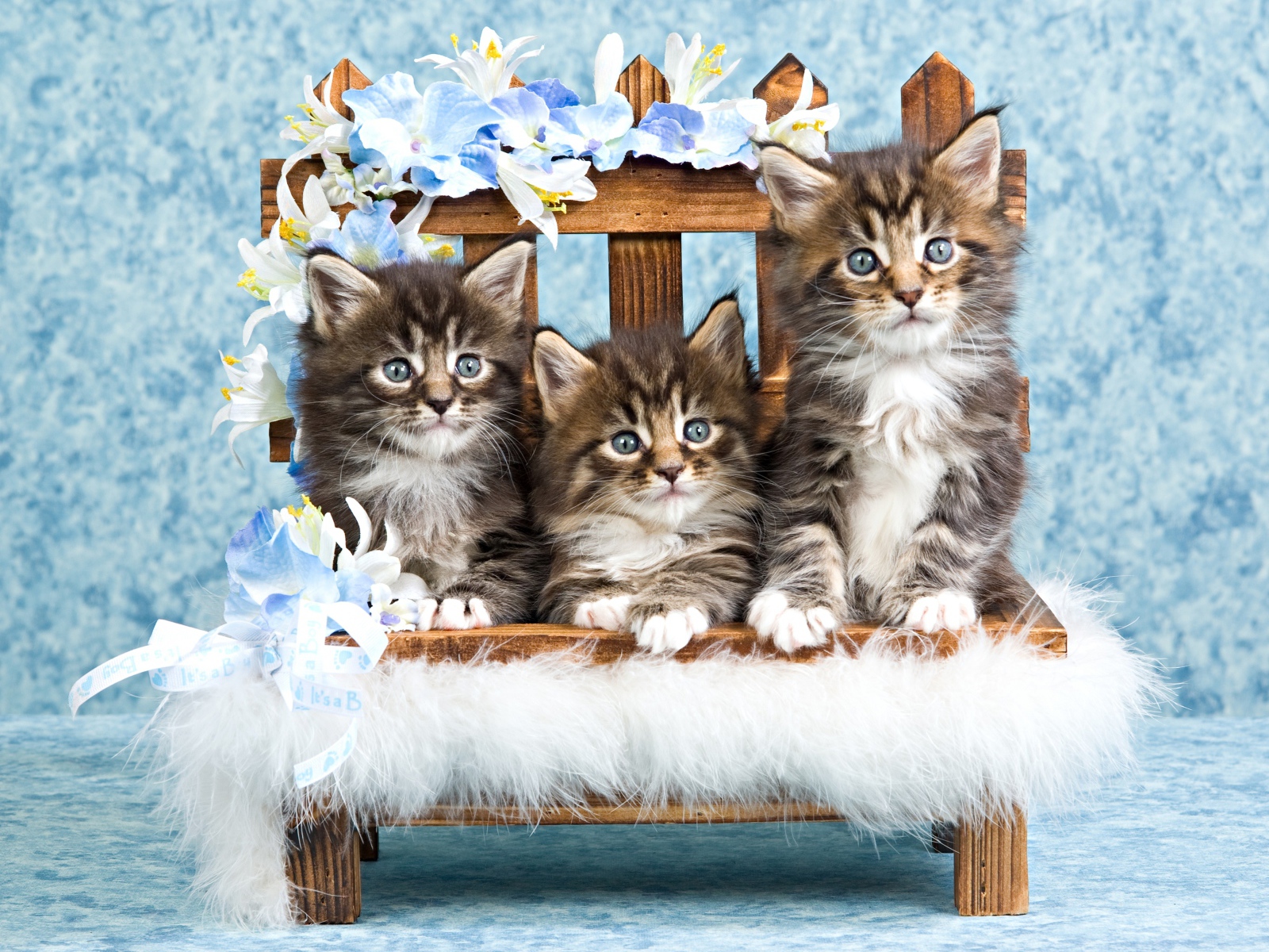 Три серых котенка мейн куна сидят на стуле