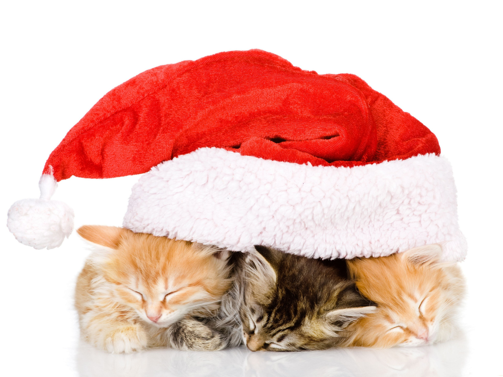 Три маленький милых котенка под новогодней шапкой на белом фоне