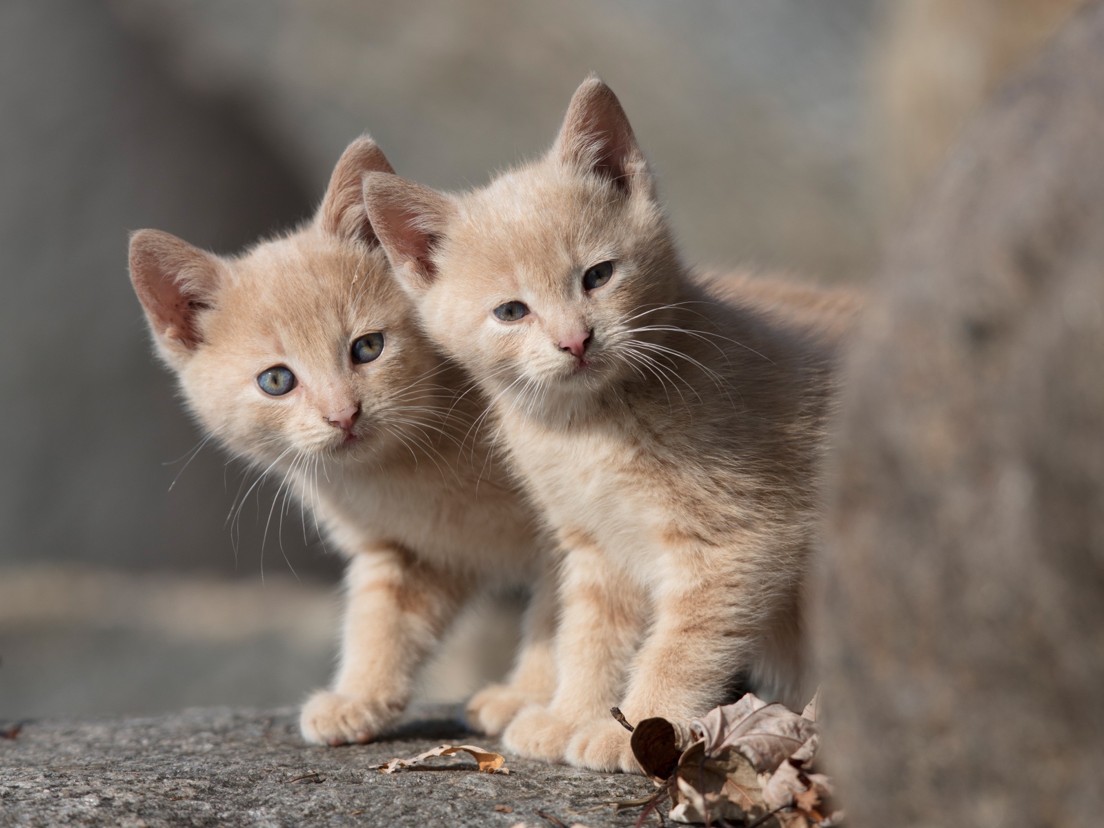 Два маленьких рыжих котенка 