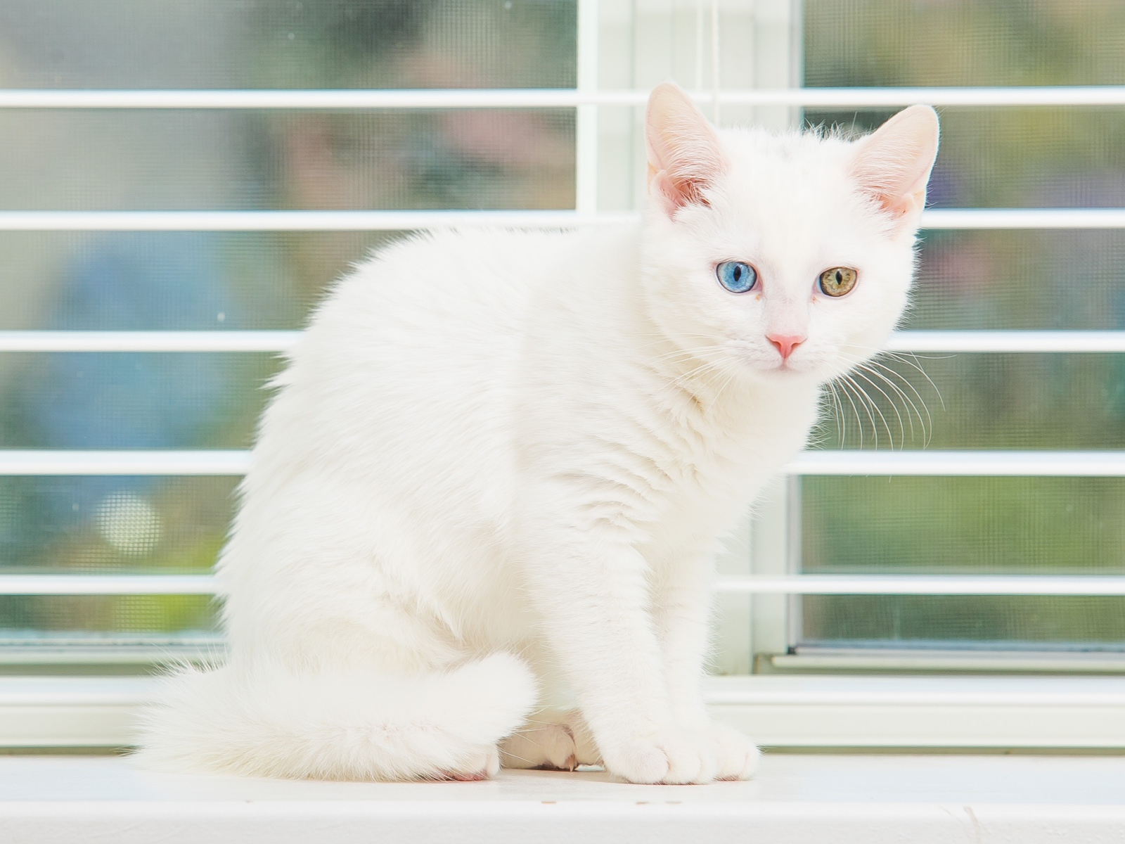 Белый котенок с разноцветными глазами на окне