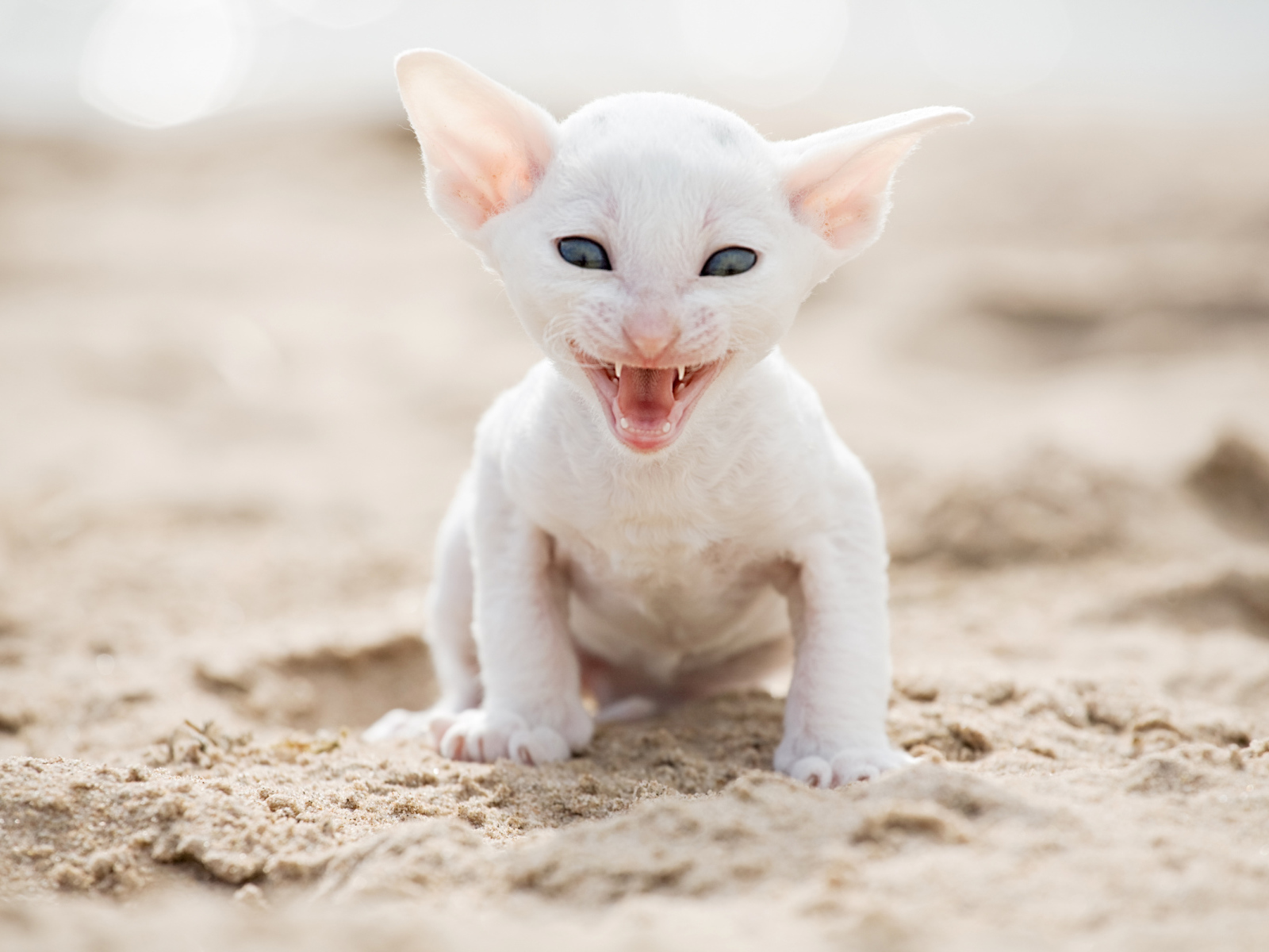 Белый маленький котенок породы Корниш-рекс