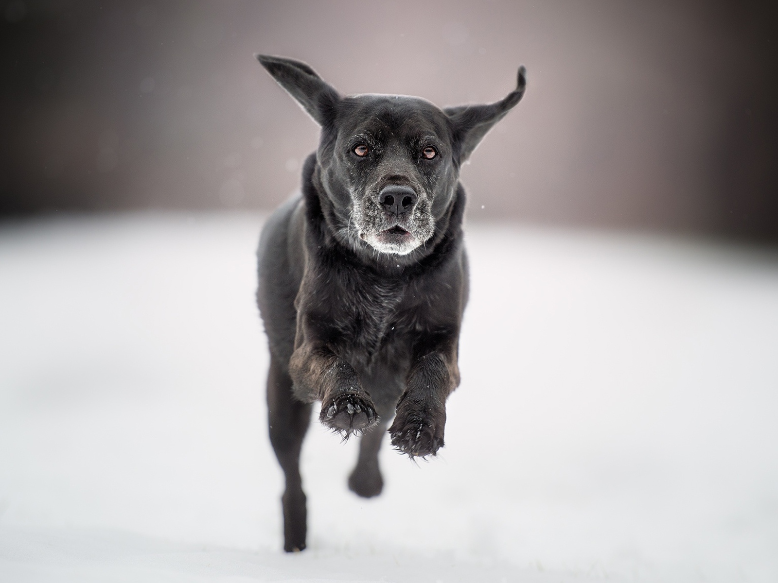 Черная собака бежит по белому снегу