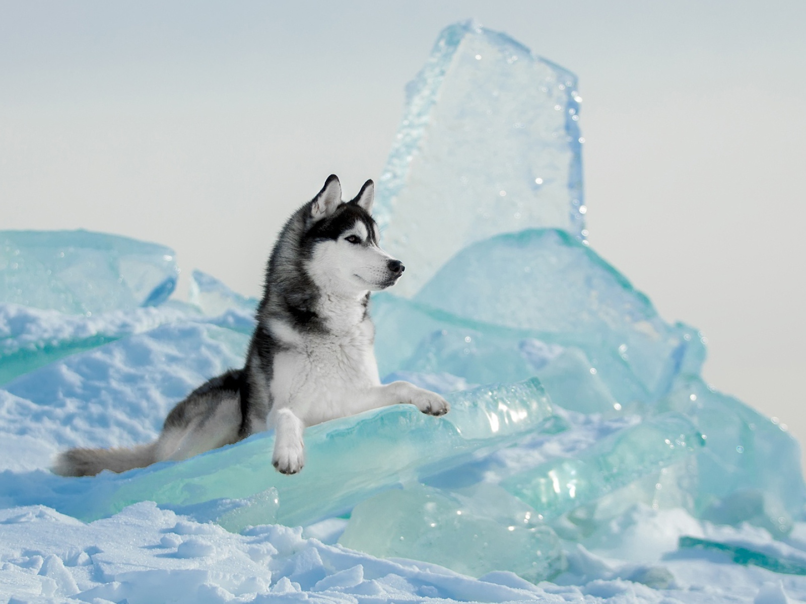 Собака  породы хаски лежит на голубой льдине